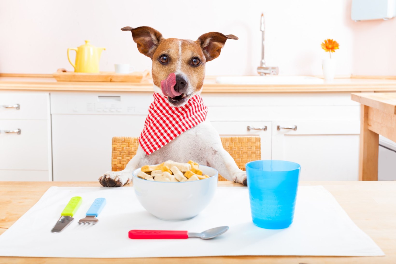 Kui halb või hea on anda koerale toidujäätmeid? Aga süüa hallitanud leiba? Vaata järele!