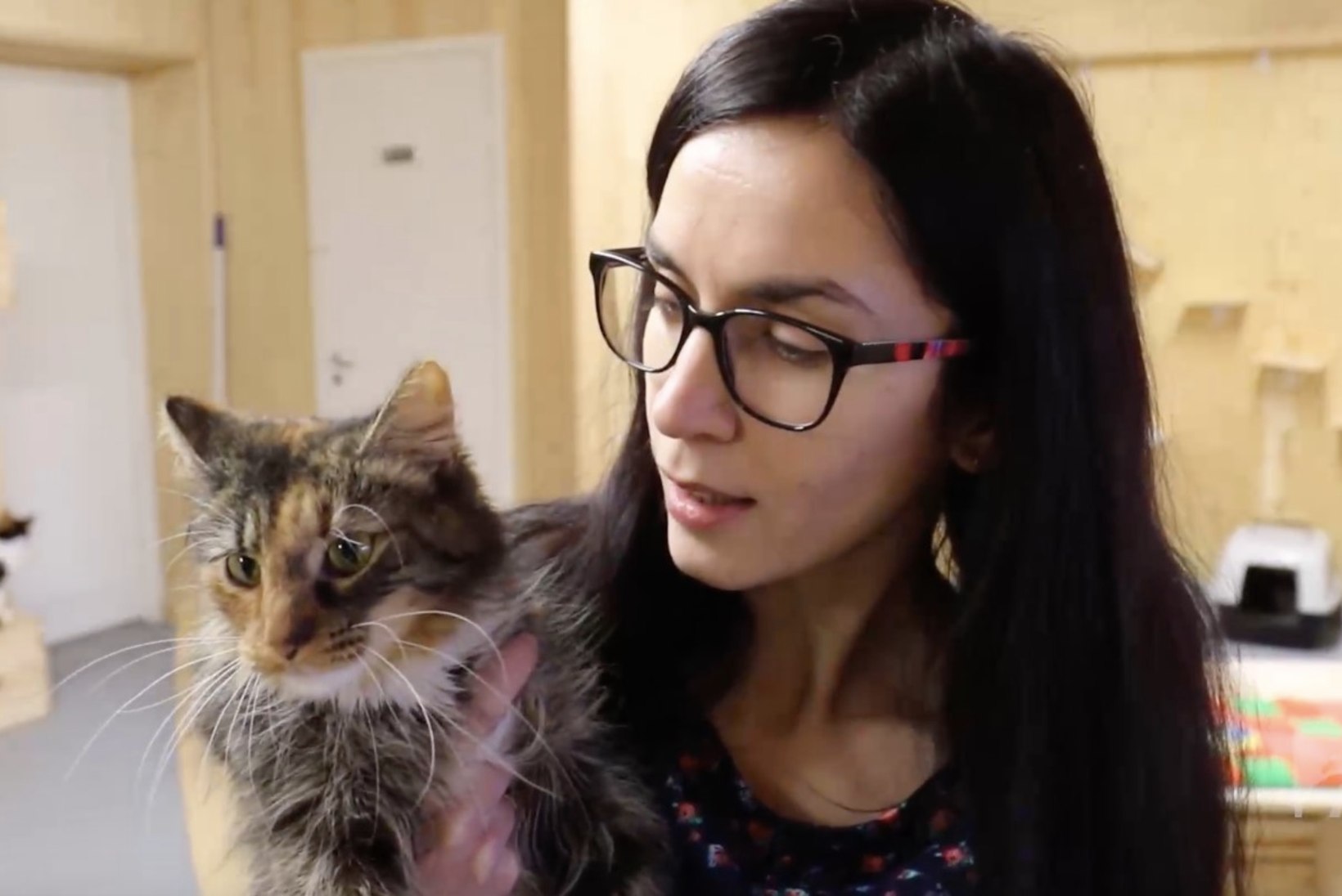 ÕHTULEHE VIDEO | Jõuluks koju: kassipojamõõtu kiisupreili Tabby ootab varjupaigas uut perekonda, kellele rõõmu tuua