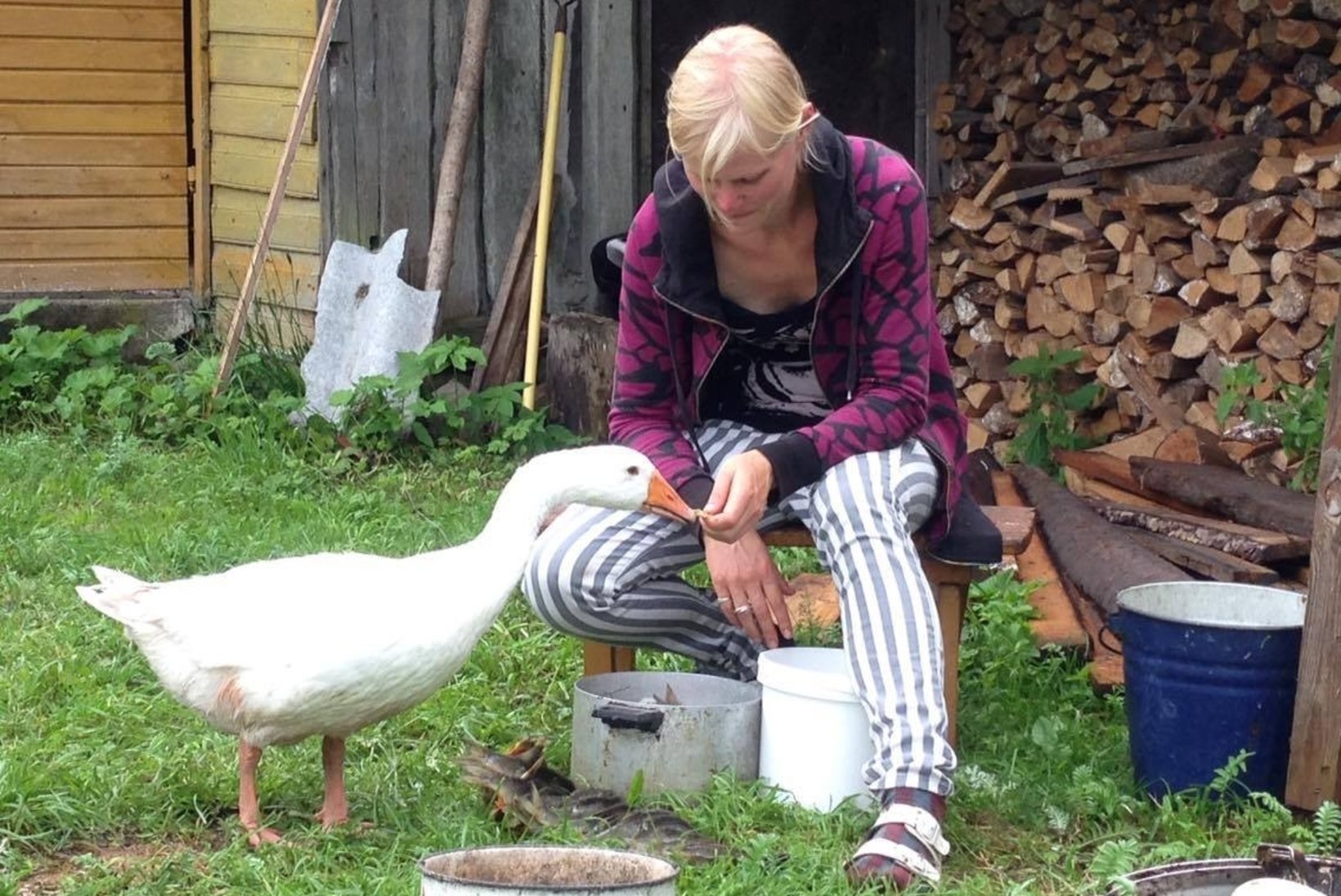 MÄLUMÄNG | Heidi Hanso pere ja muud loomad: kuidas neil talus läheb?