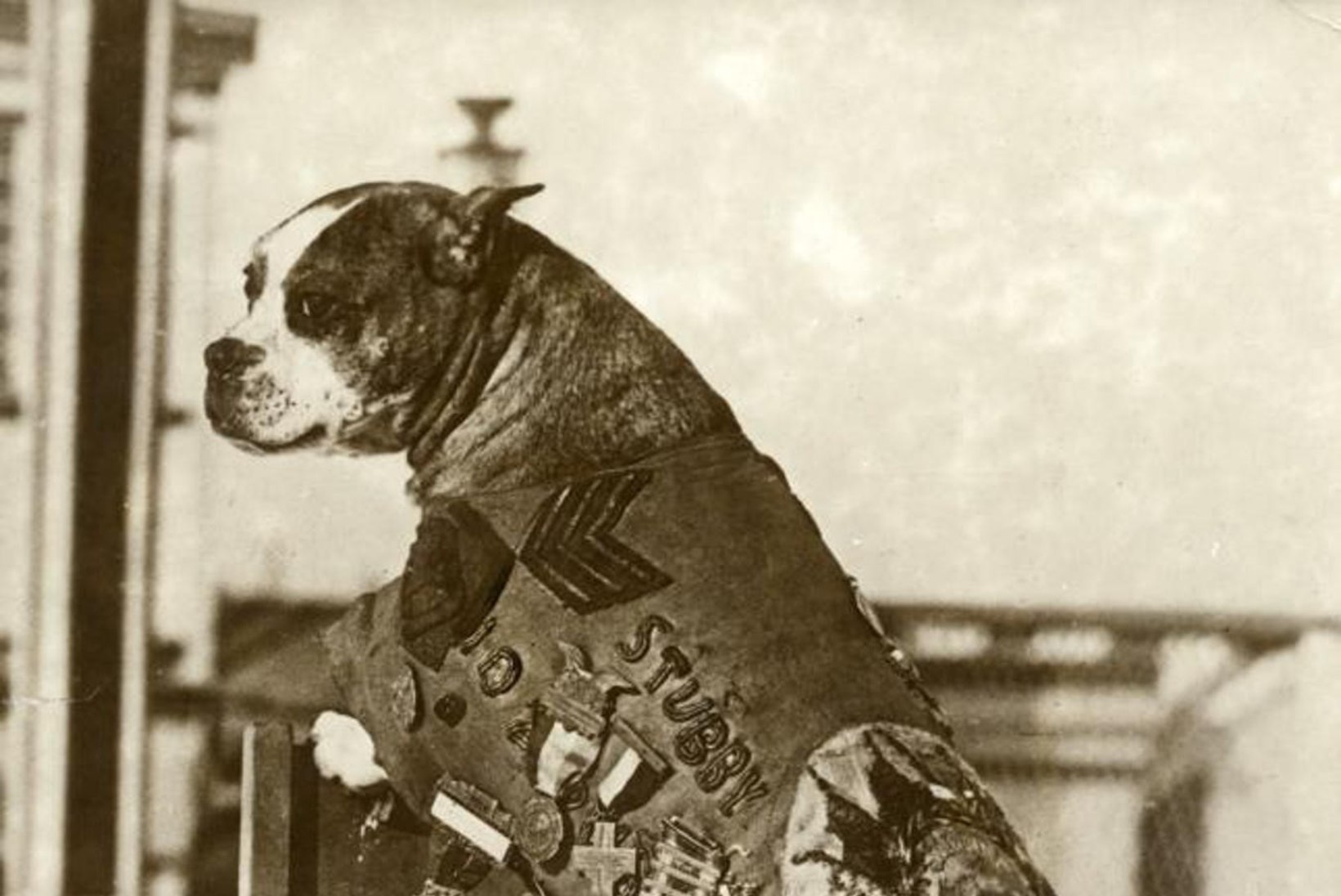 LOOMAD SÕJAS: Esimeses maailmasõjas võitlesid vapralt nii kassid, koerad, ahvid kui ka kuked