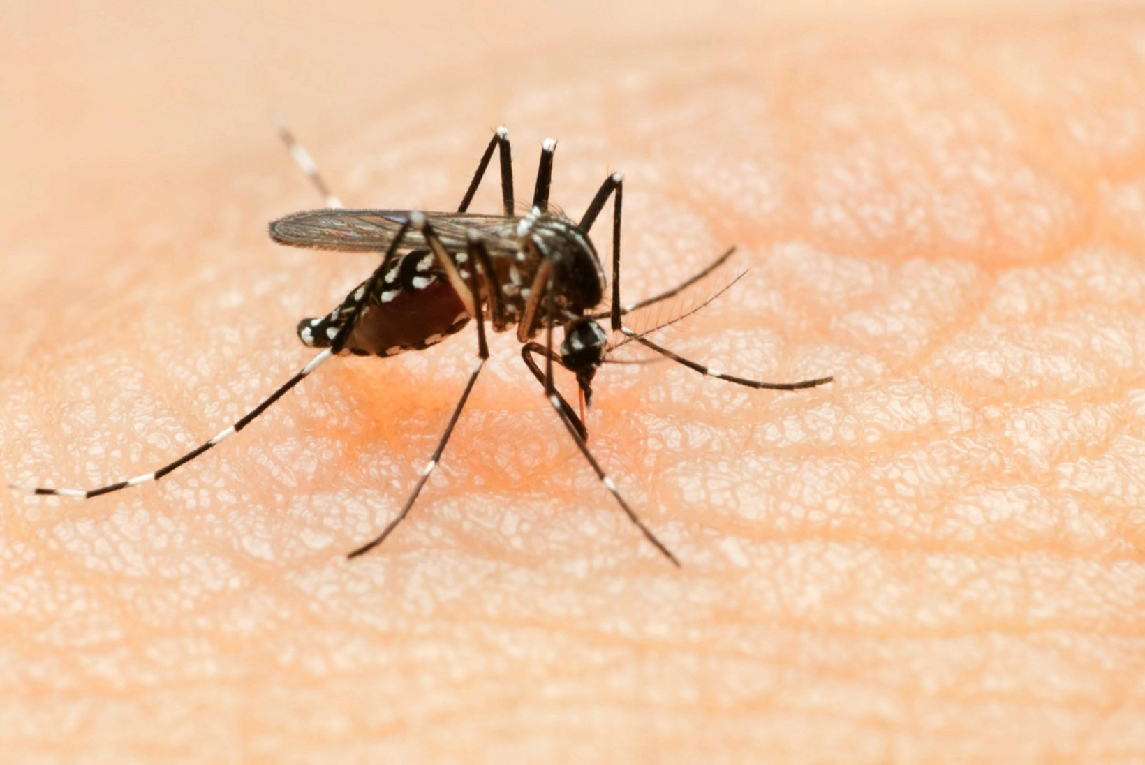 Zika viiruse suhtes saab lasta end analüüsida
