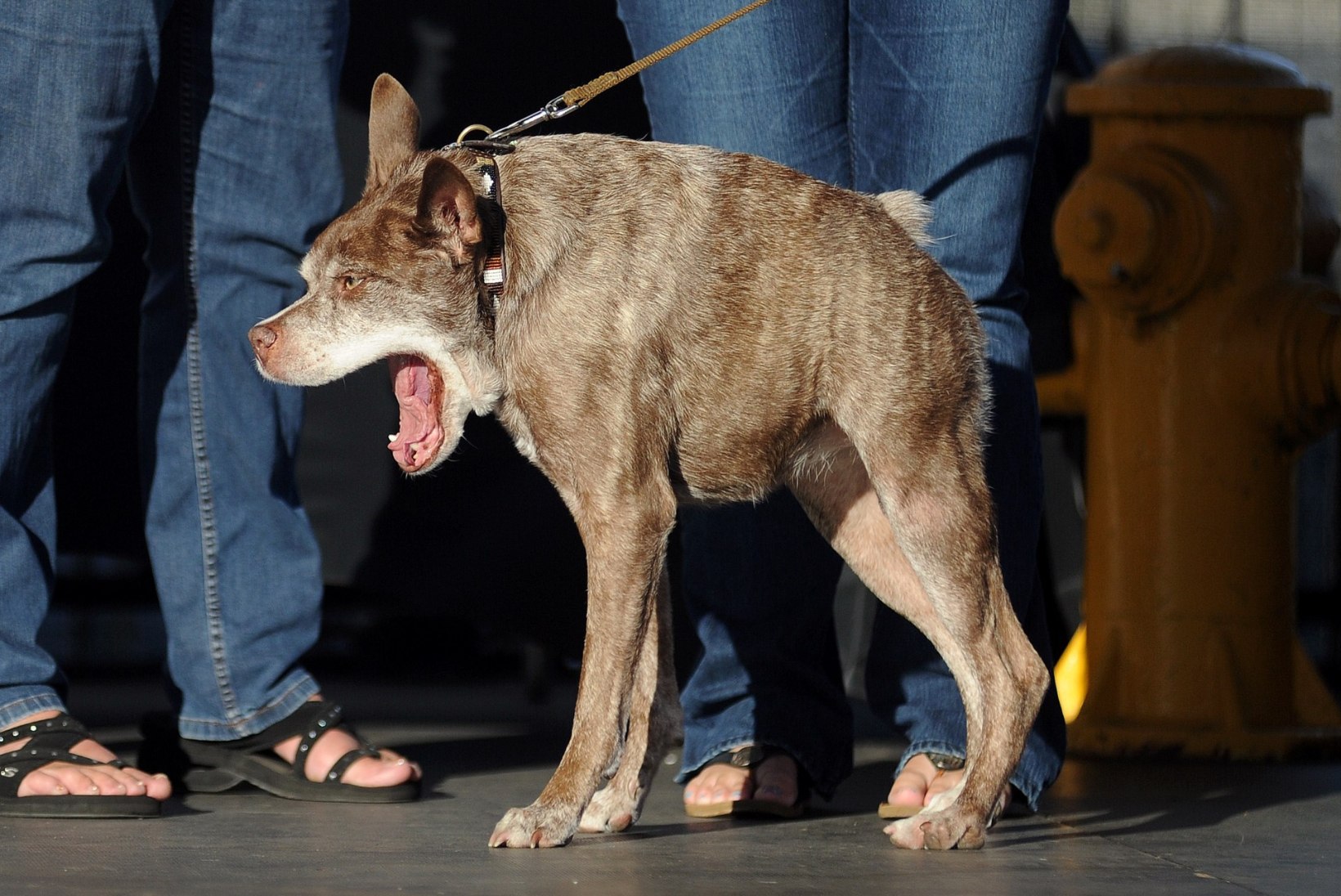 Ameerikas varjupaigas elav Quasimodo on väga eriline koer