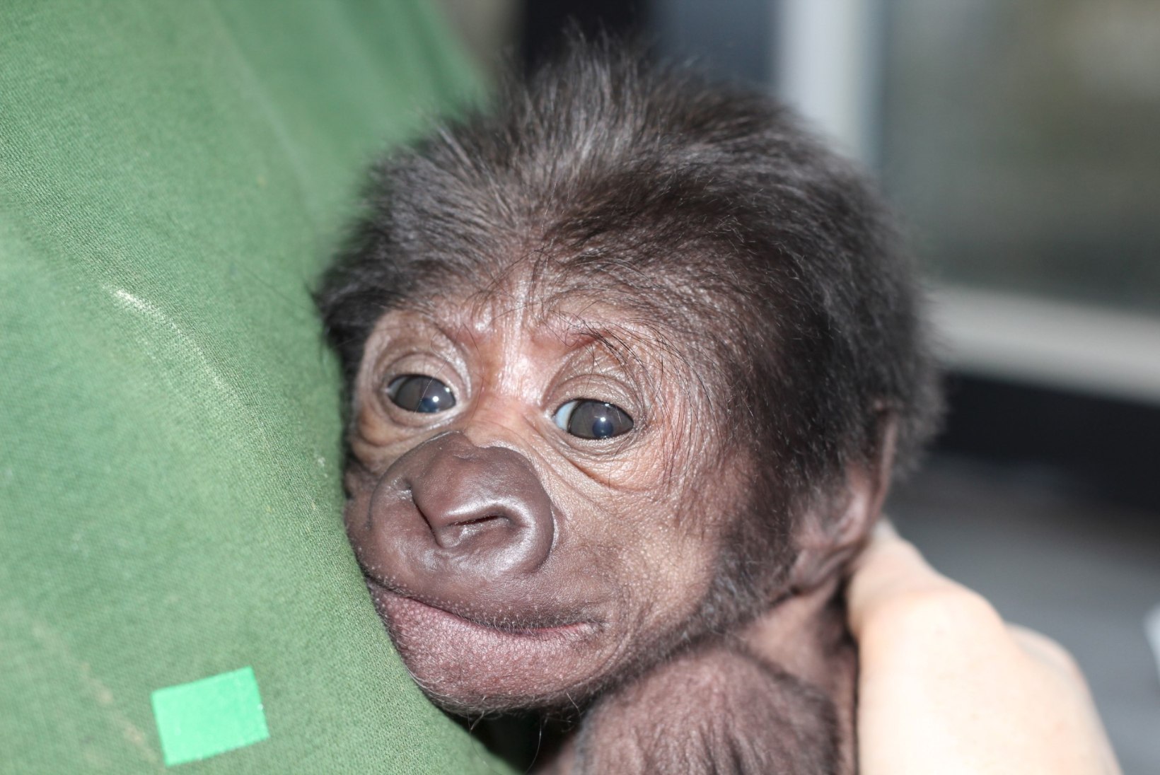 Inglise loomaaias sündis keisrilõikega väike gorilla