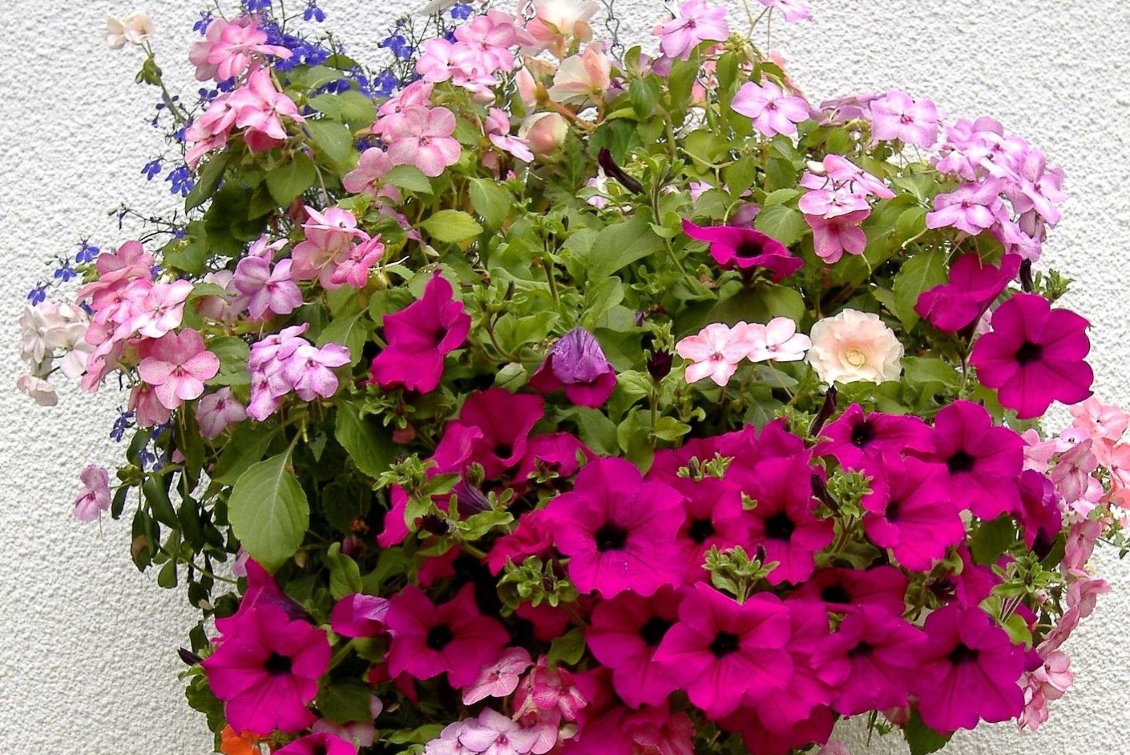 RÕÕM KEVADEST | Milliseid lilli ja taimi istutada kevadel rõdule või terrassile?