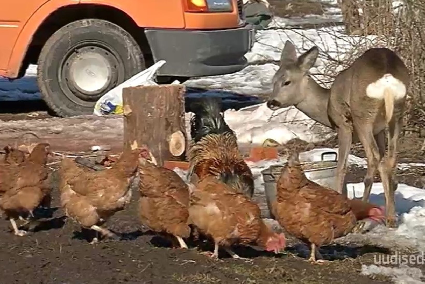 TV3 VIDEO | Uskumatu lugu! Viljandimaa pere juures elab metskits: käib koerakuudis magamas ja sööb koos kanadega