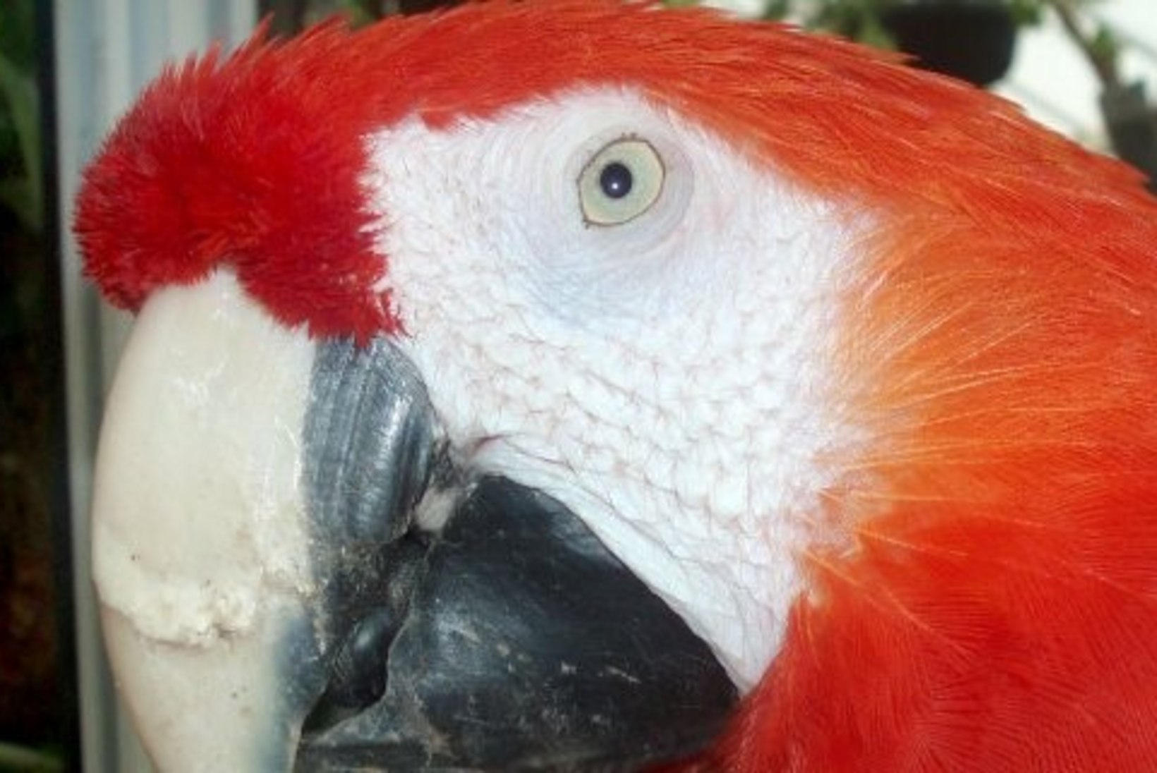 SKANDAAL: Pipi Pikksuka papagoid ähvardab surmaotsus