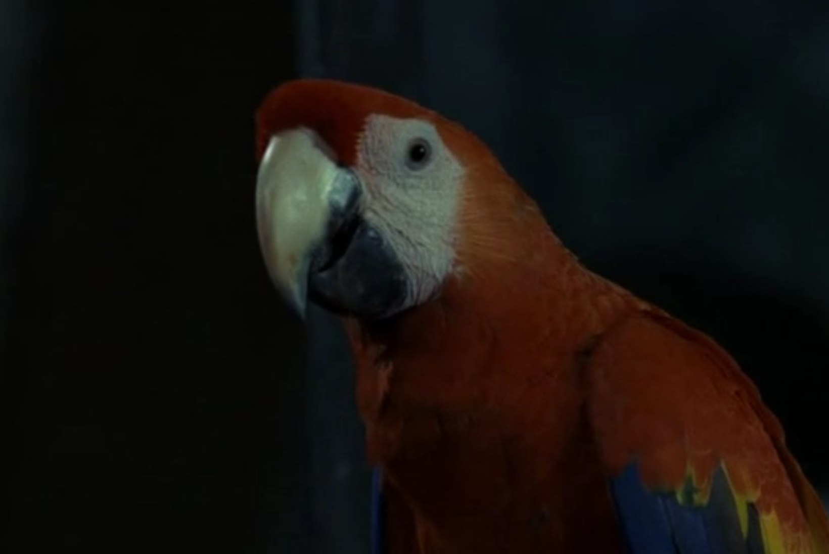 Pipi Pikksuka isa papagoid ähvardab magamapanek