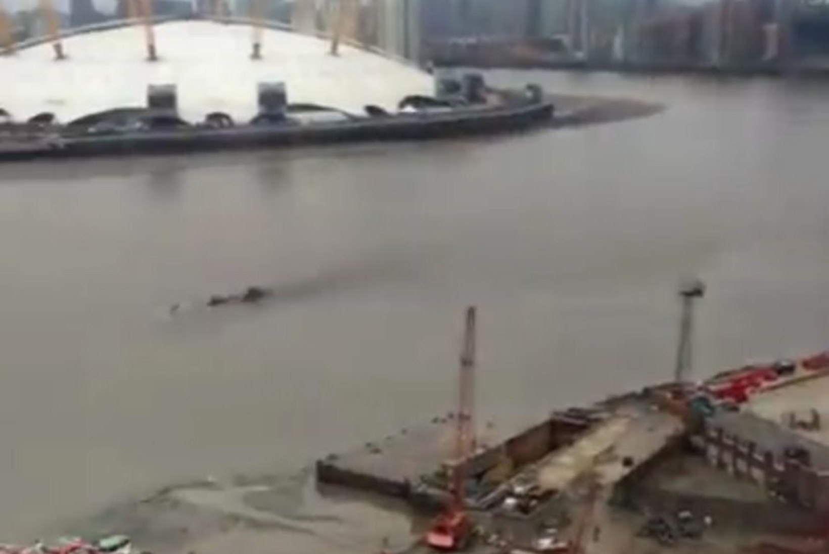 VIDEO | Loch Nessi koletis rändas Londonisse Thamesi jõkke?