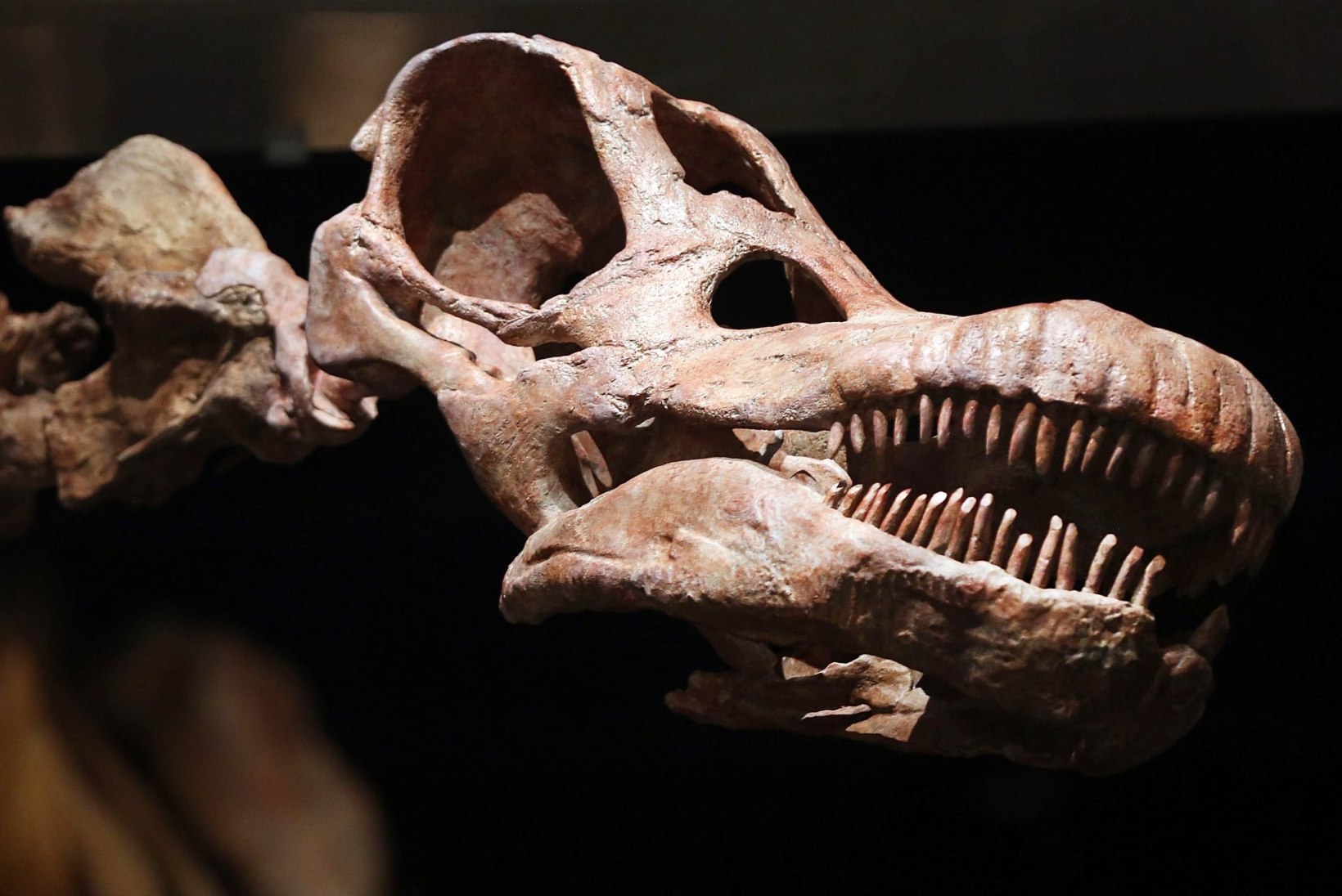 ASTEROID PANI VIIMASE PÕNTSU: dinosaurused olid hakanud välja surema juba enne suurt katastroofi 