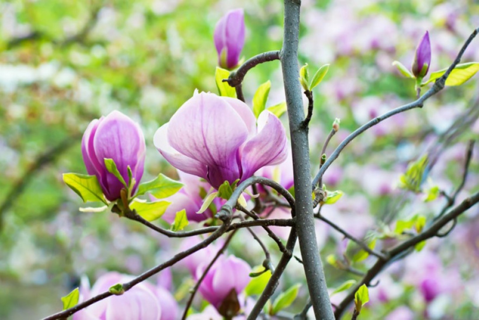 Magnoolia – ilus, aga õrn