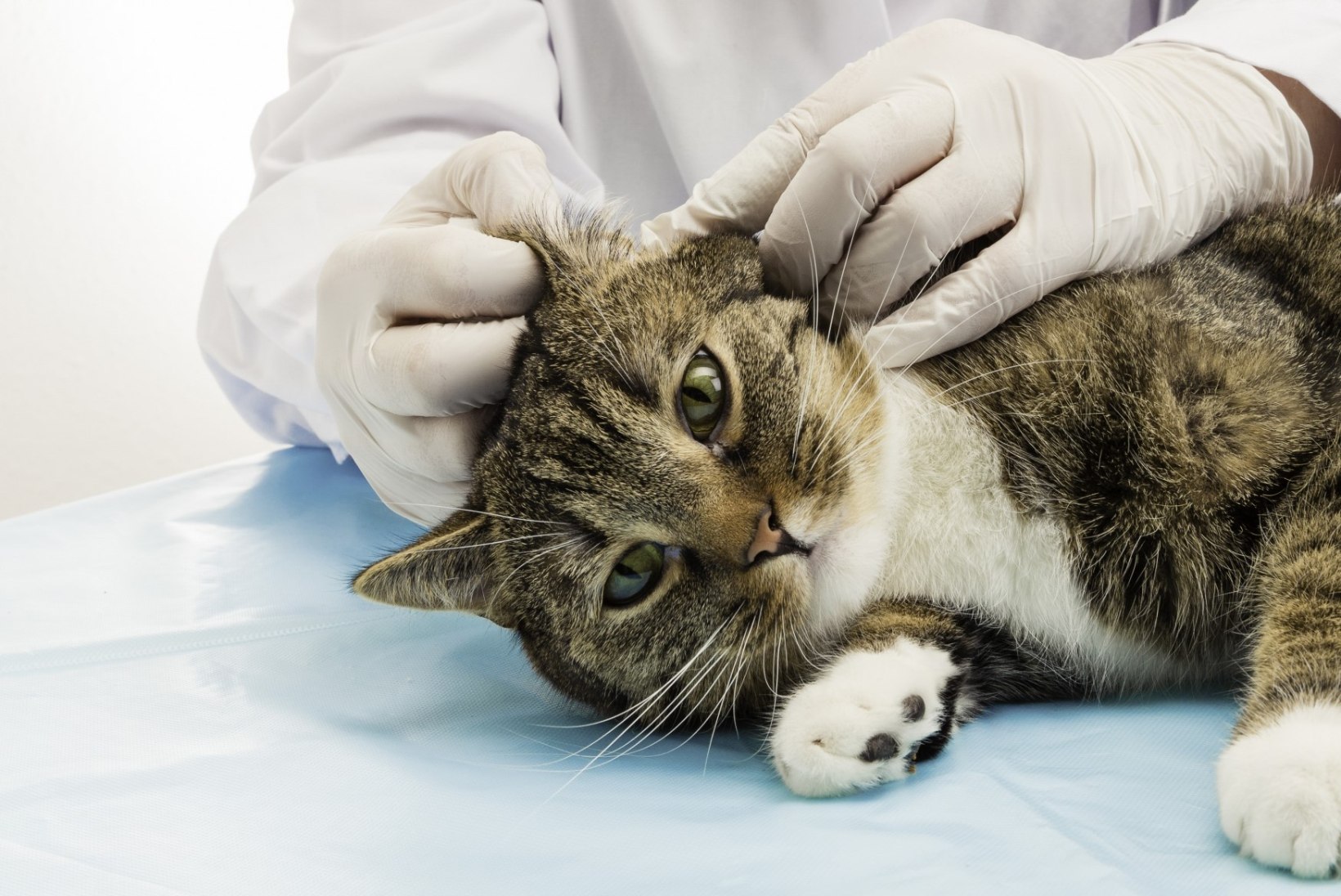 Lemmiklooma tervis: täpilahused võivad kassidele mürgised olla