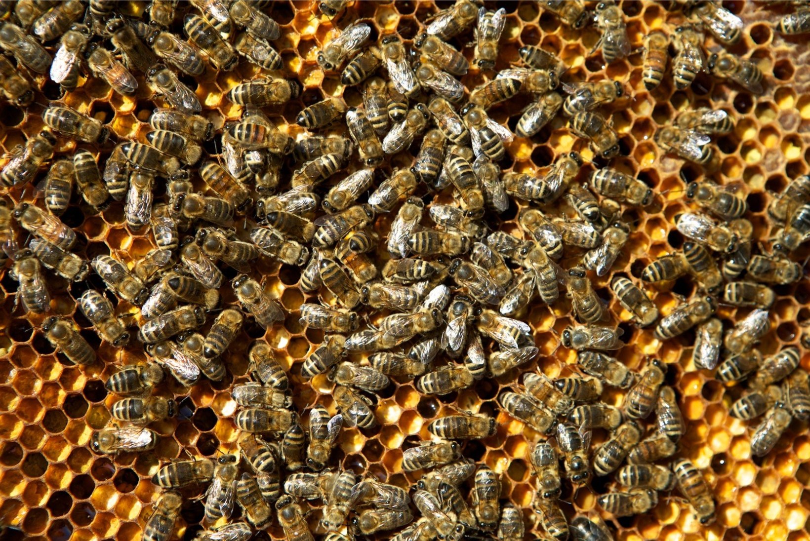 Kümnendik mesilasi kaotas talvel elu