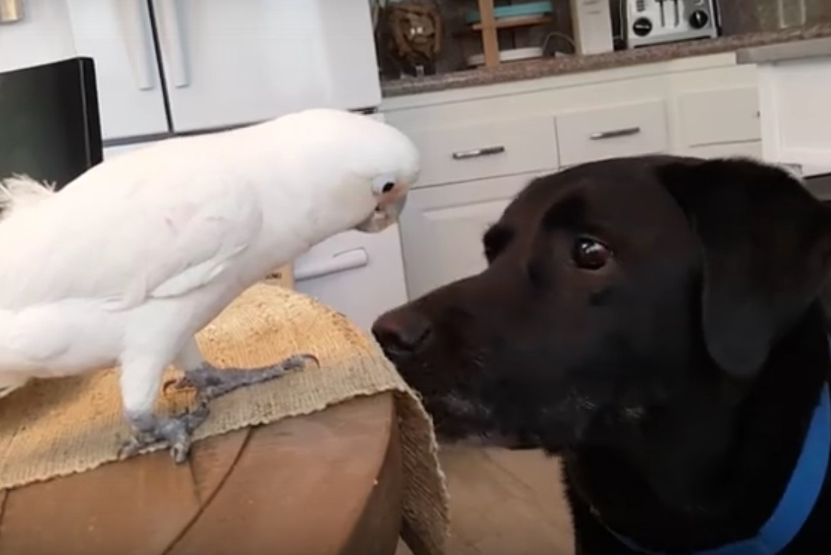 VIDEO | NOKK KINNI, SABA LAHTI: kakaduu, kes söödab koera