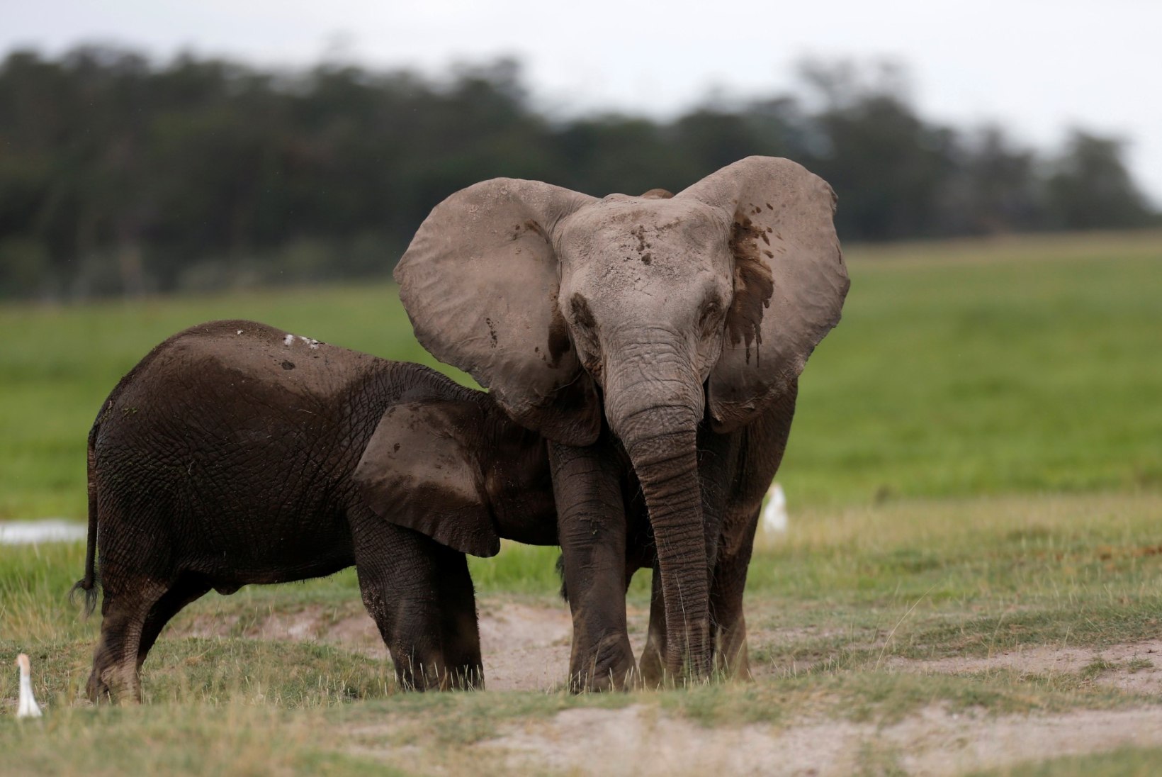 Aafrika elevant on väljasuremisohus - aastas tapetakse üle 30 000 looma