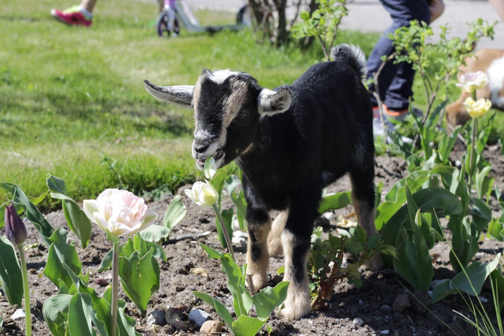 FOTOD | Loomaaias lasid kitsed aedikust jalga ja asusid lillepeenral maiustama