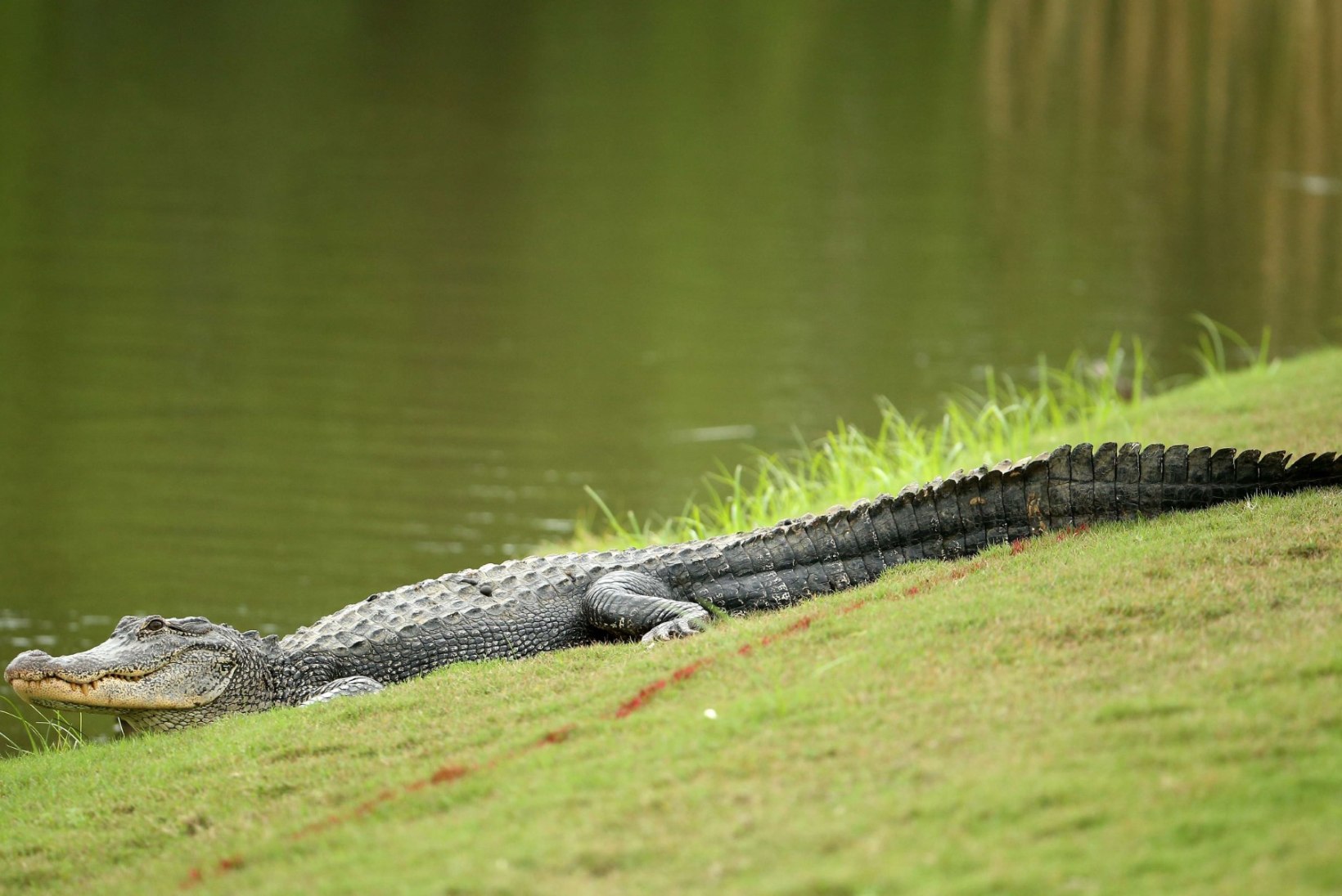 KÕIK SÖÖGIKS: alligaator pistis sugulase nahka