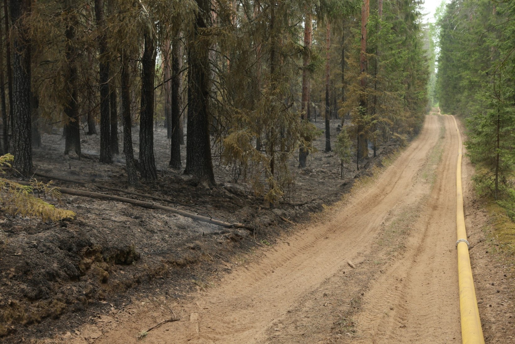 FOTOD | Hummuli vallas lõõmanud metsatulekahju vallutas 45 hektarit