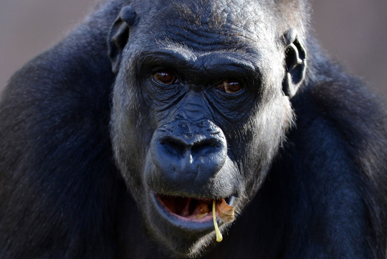 Cincinnati loomaaias kukkus pisipoiss gorillade puuri, gorilla tapeti