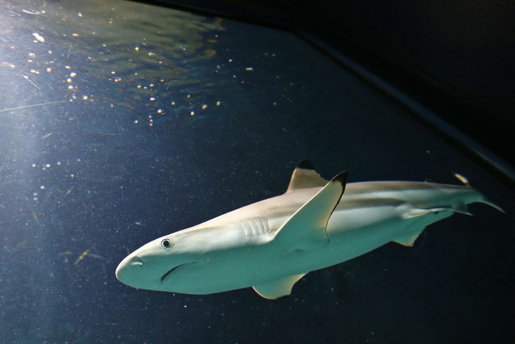 KORRALIK AMPS: karmid kaadrid sellest, kuidas hai sukeldujat ründas