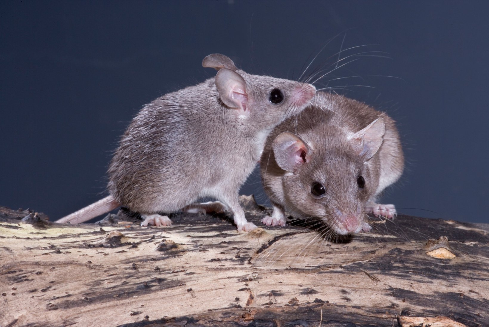 Avastati hiireliik, kelle emastel esineb kuupuhastus