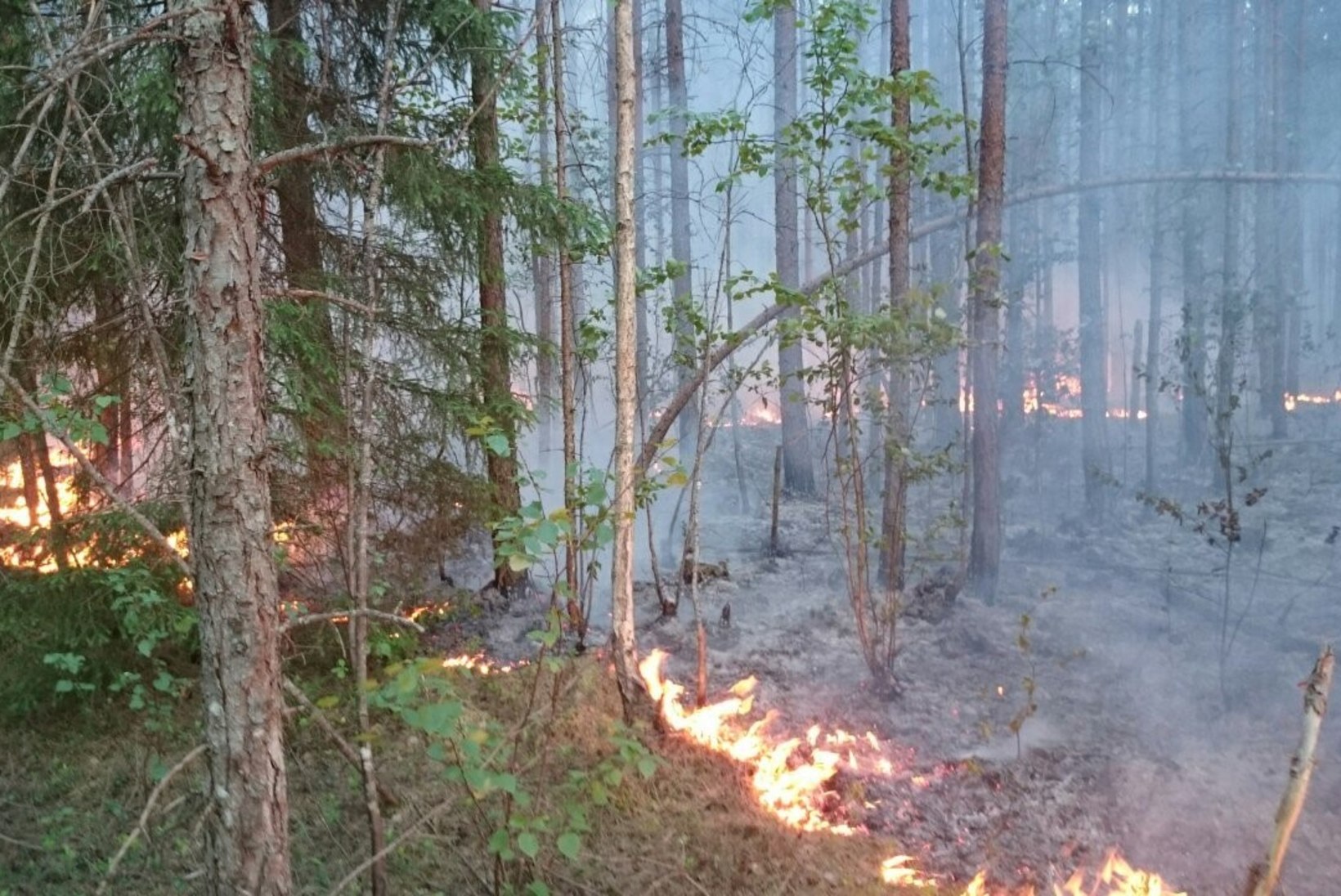 Ida-Viru metsapõlengul otsitakse tulepesi ja tehakse järelkustutust