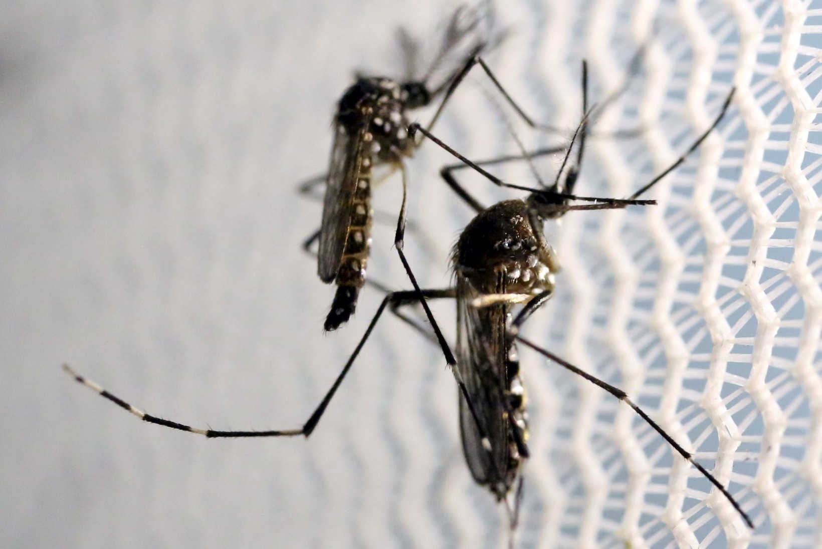 Zika viiruspuhang lõpeb varsti