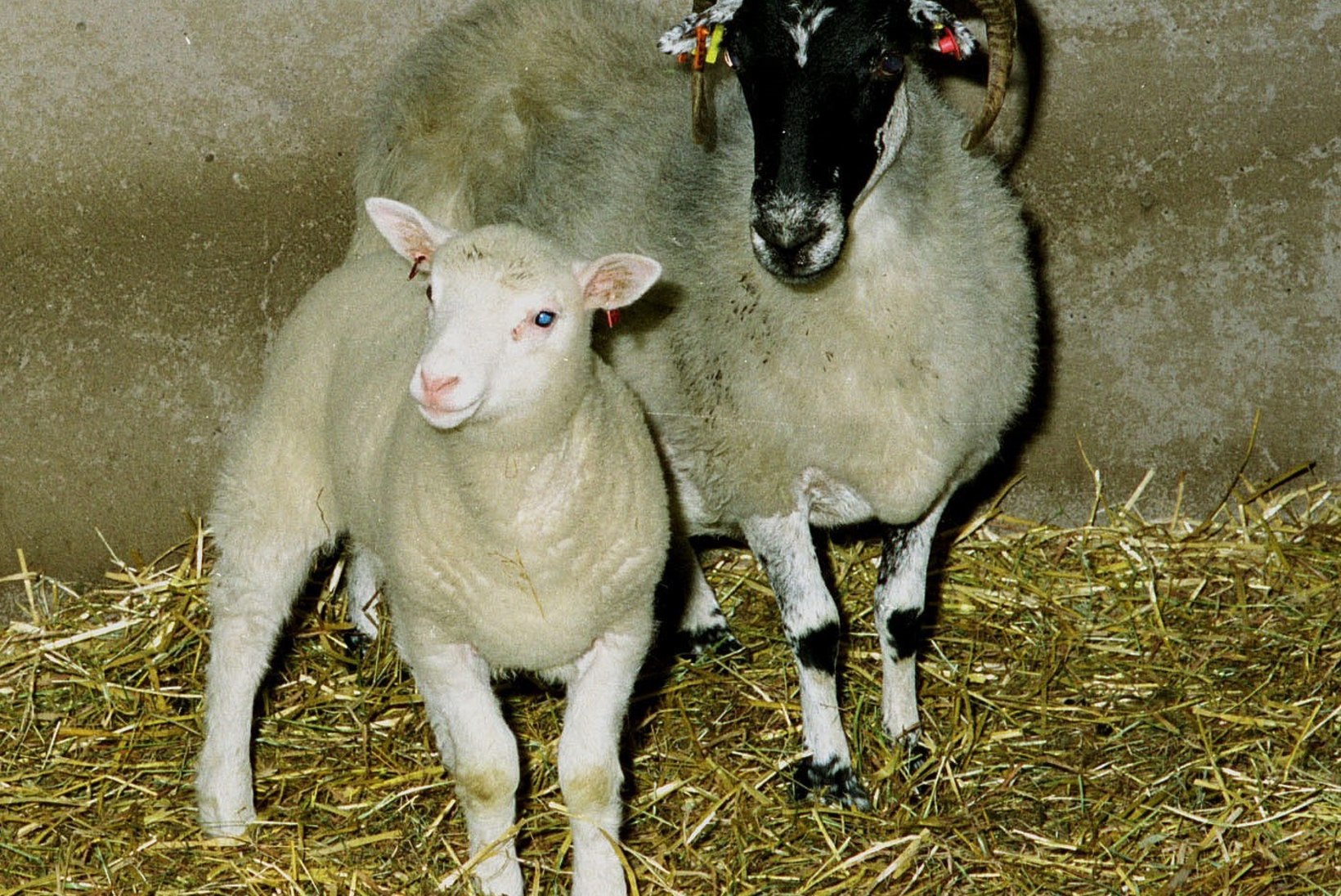 Hallo, Dolly! Udararakust kloonitud lammas sai nime rinnaka kantritähe järgi