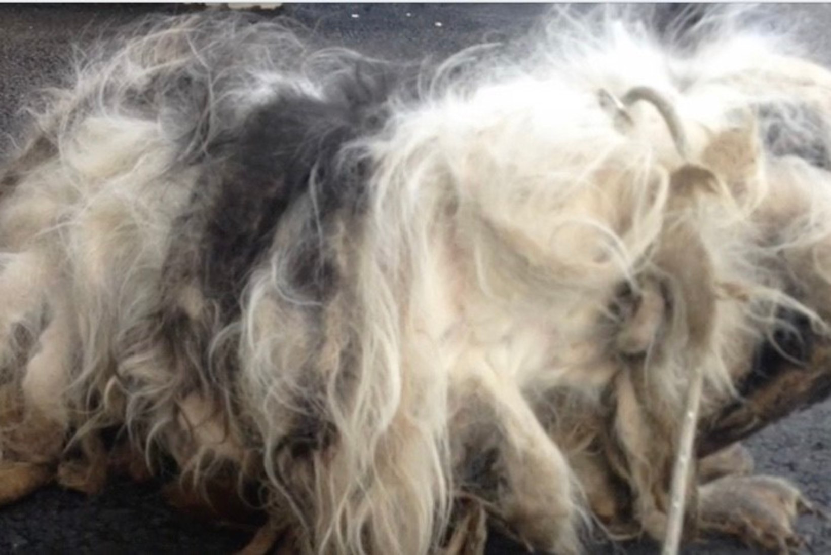 ÕÕVASTAVAD KAADRID: varjupaiga ukse taha jäeti pulstunud ja väljaheiteid täis kasukaga koer, kes haises hingematvalt ning kelle pikad küüned ei võimaldanud tal kõndida