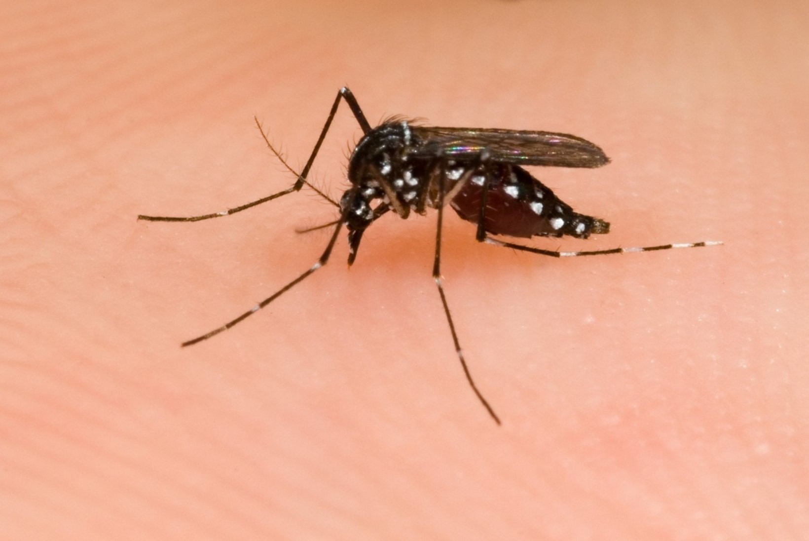 Terviseamet: sääsehammustus reisil võib kaasa tuua ka mõne teise nakkuse peale Zika