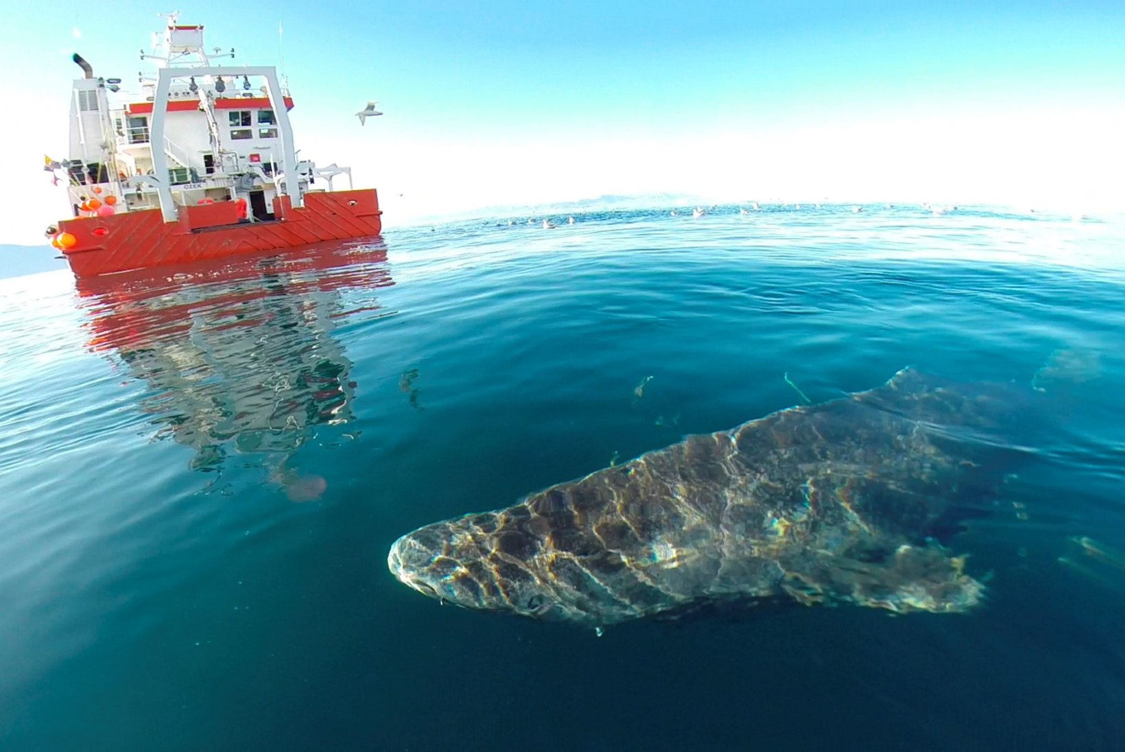 USKUMATU! Gröönimaa hai vanuseks hinnati 400 aastat