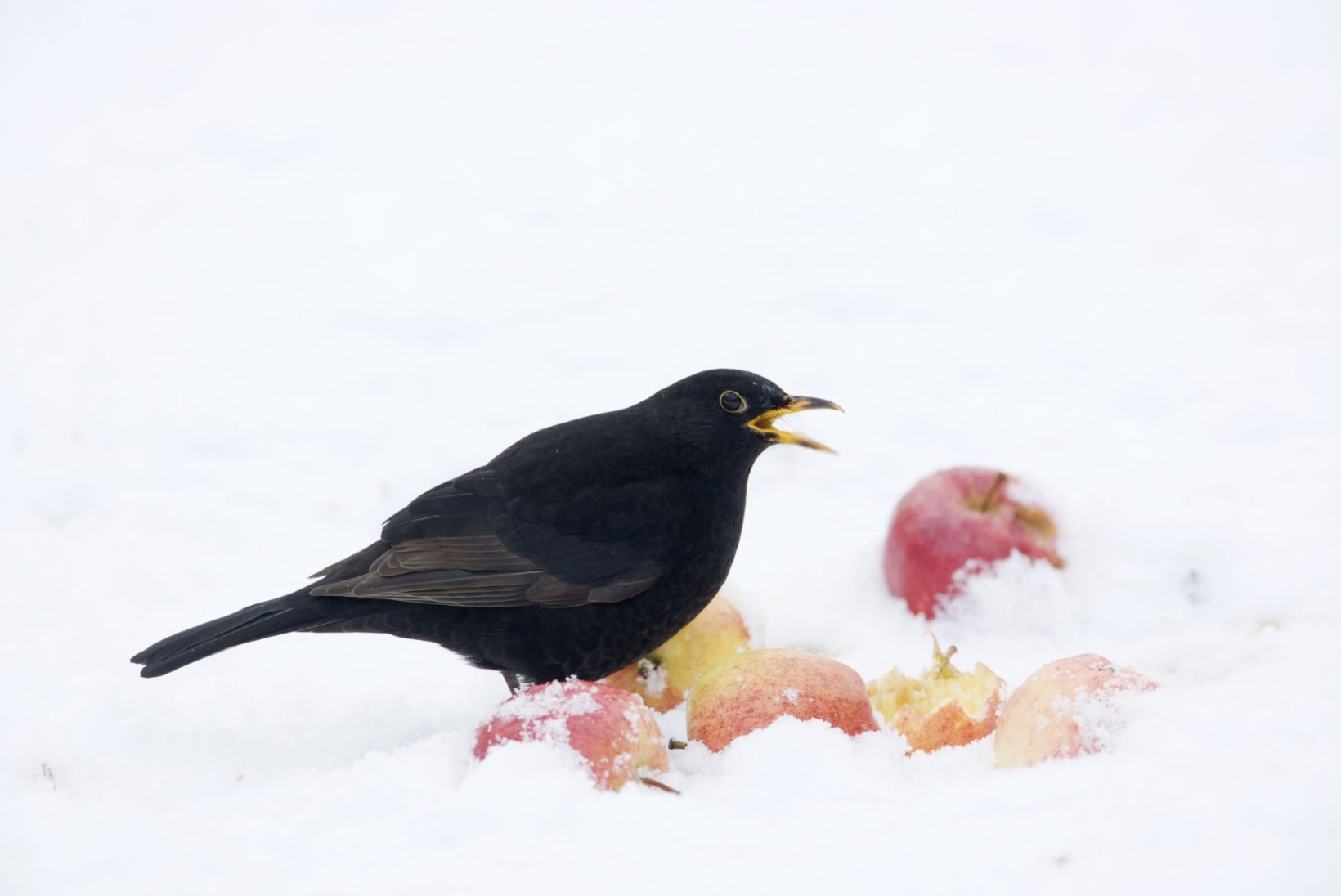 Ornitoloogid: lindude järgi krõbedat talve ennustada ei saa