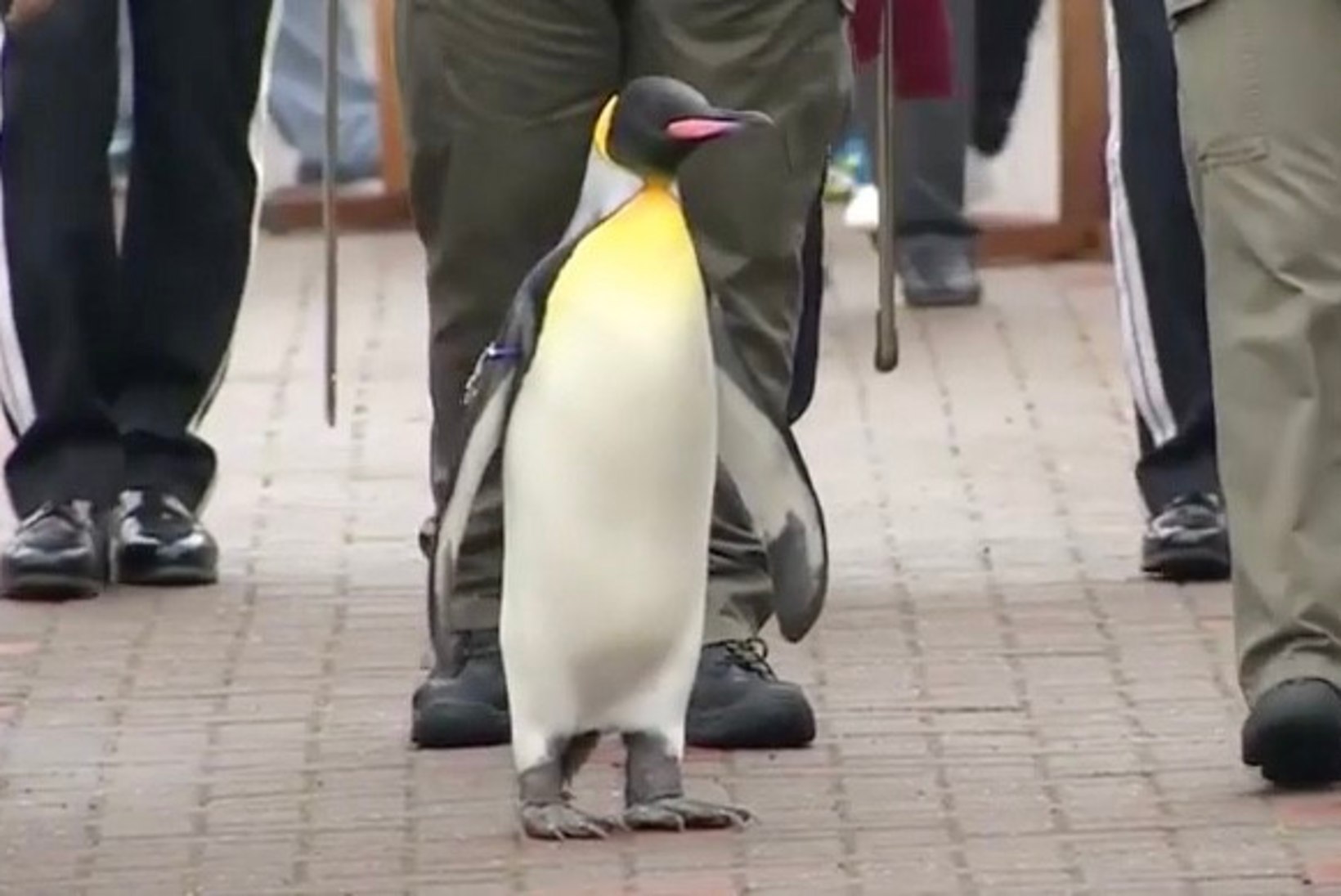 VIDEO | Pädev pingviin vaatas Norra kuningliku kaardiväe oma silmaga üle