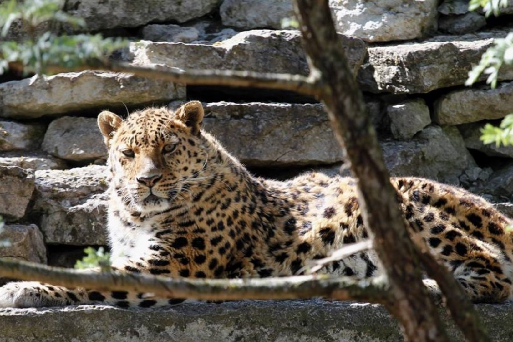 HÜVASTI, FREDDI! Tallinna loomaaed leinab amuuri leopardi