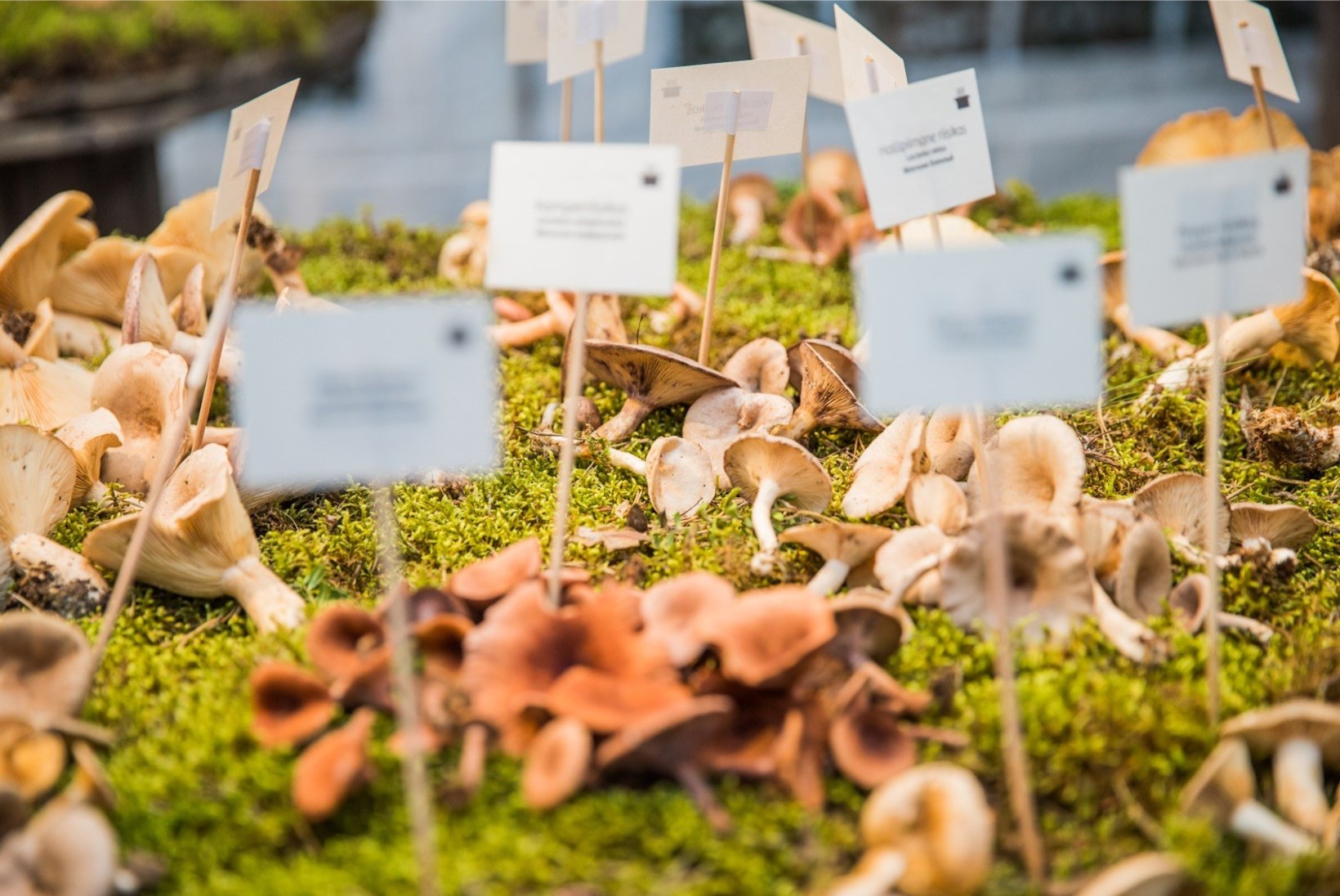 ÕHTULEHE VIDEO | SADA JA SEENED: kuidas Loodusmuuseumi näituseks seeni korjatakse ja milliste nippidega saab sarnaseid seeni eristada?