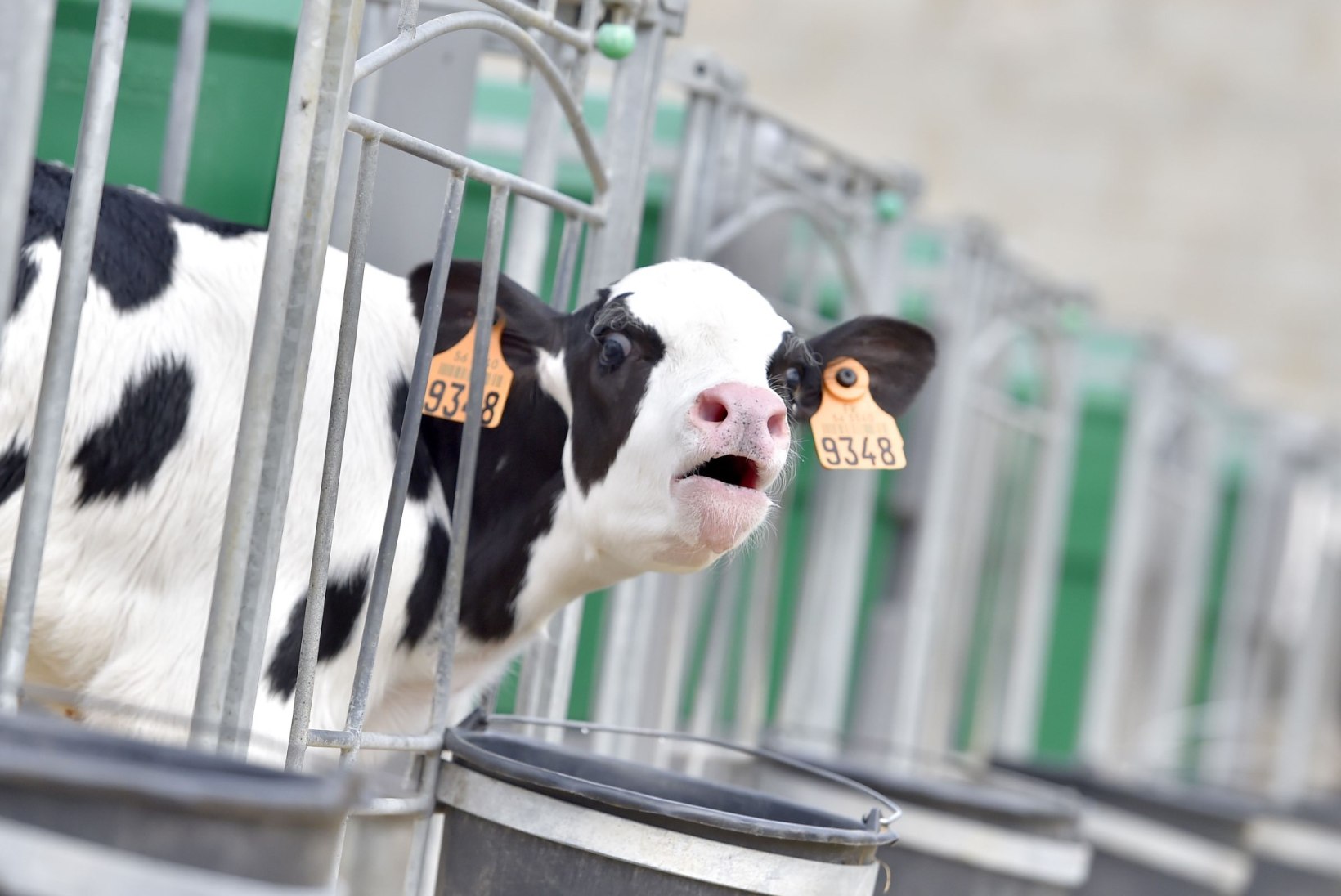 KURB LUGU: Prantsusmaal sõid lehmad end surnuks