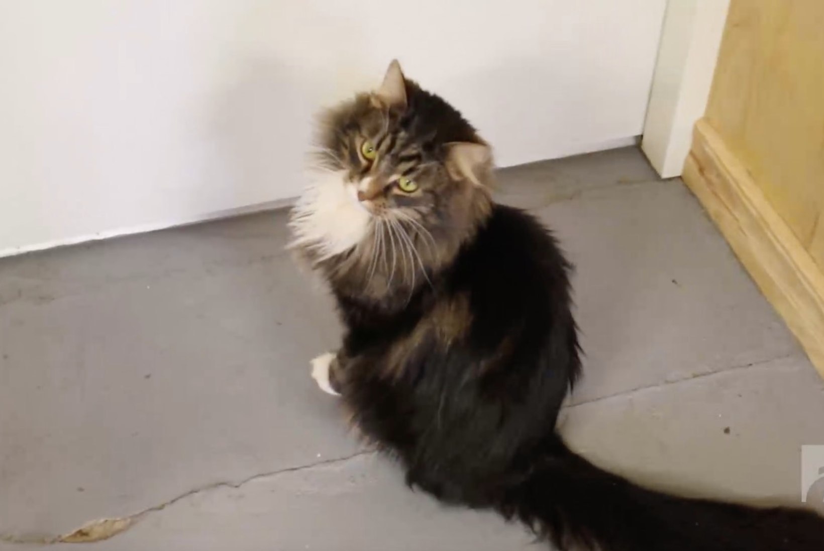 ÕHTULEHE VIDEO | KODUOTSIJA: Kolmeaastane kassipoiss Gustav soovib head kodu, toredat inimest ja palju süüa!