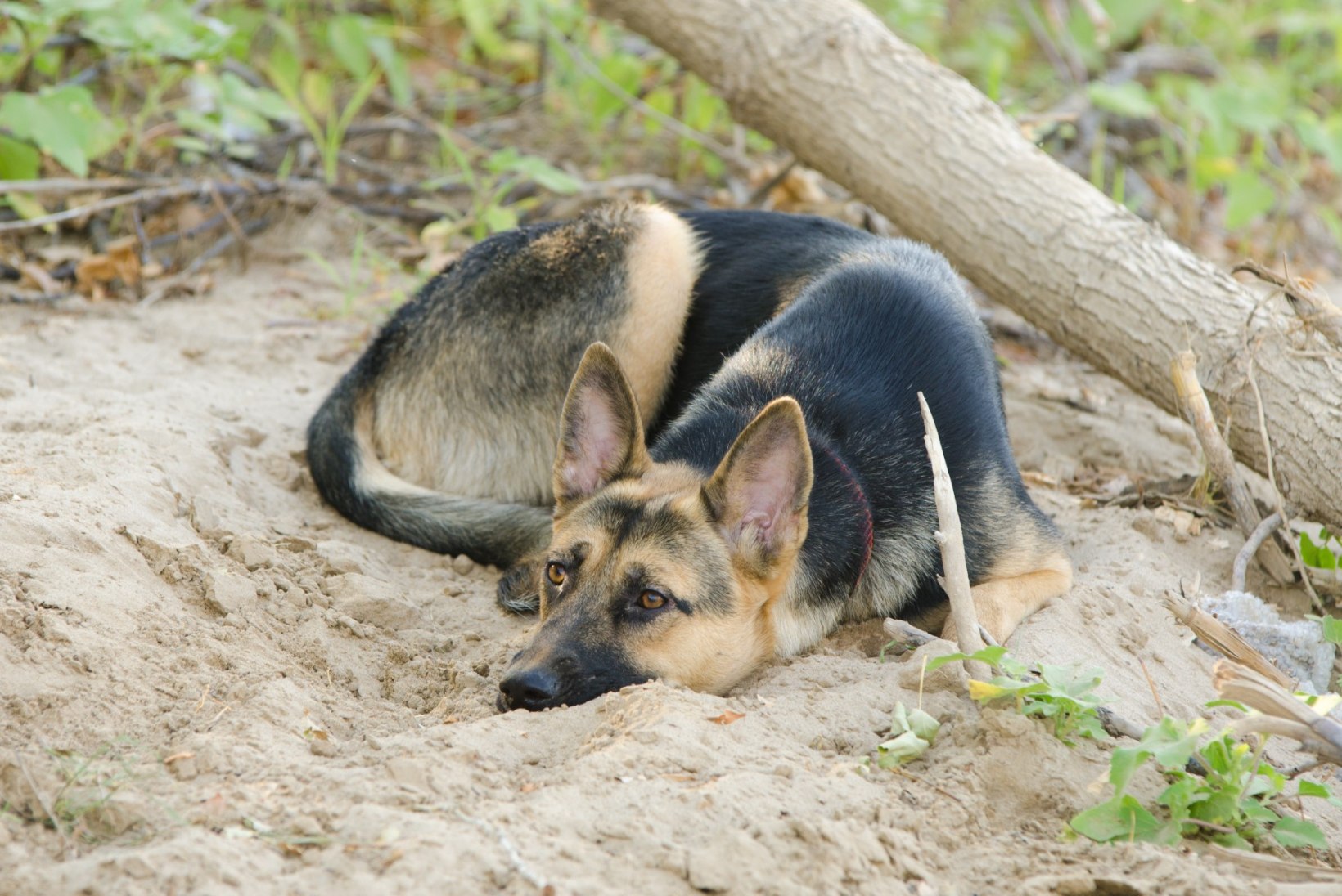 ŠOKK! | Salajased kaadrid armsa koerafilmi võtetelt paljastavad jõhkra loomapiinamise