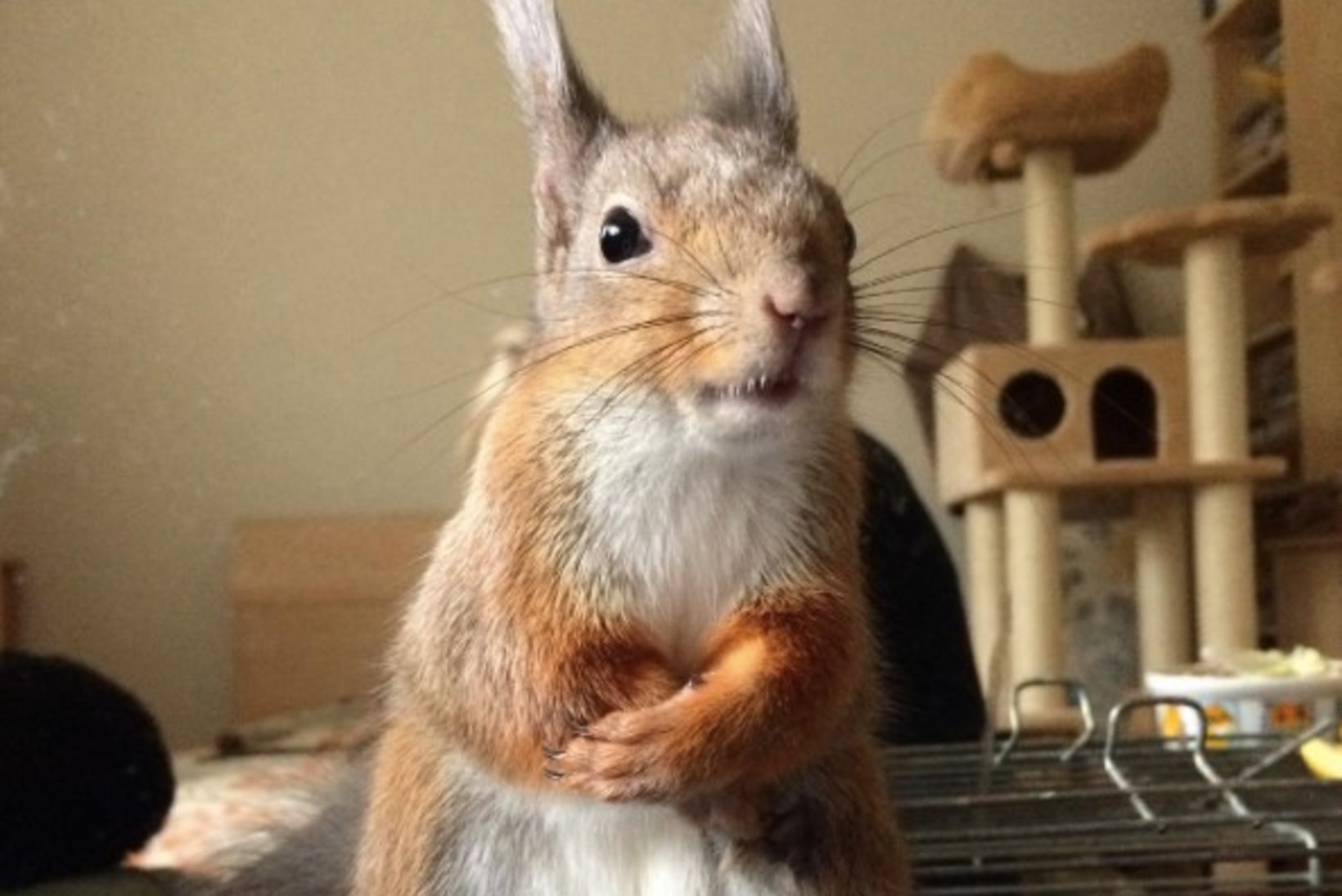 OH KUI NUNNU! | Instagramis lööb laineid päästetud oravapreili
