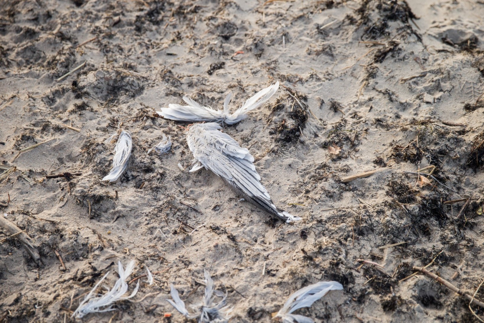 Surnud kajakad rannal - kas Eestisse on jõudnud linnugripp?