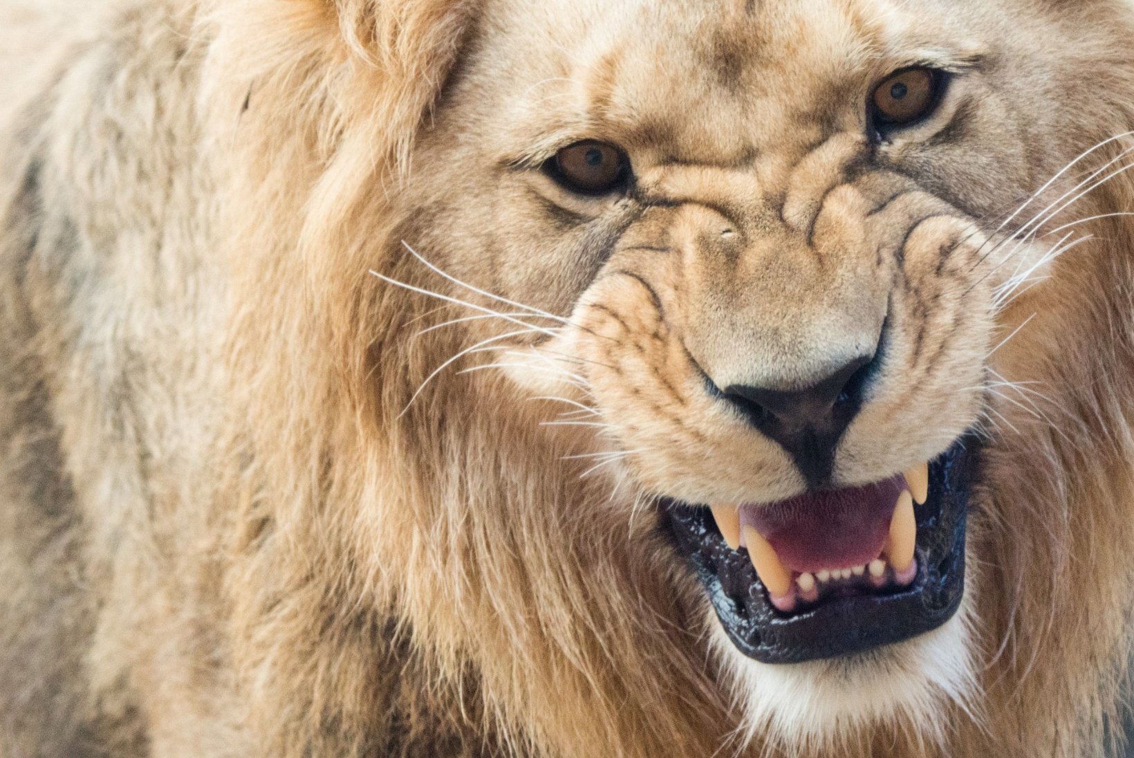 VIDEO | Vaata, kuidas lõvi fotograafi kaamera ära sööb