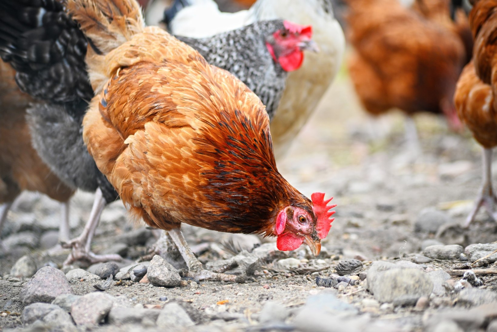 WHO hoiatab: aktiivselt leviv linnugripp võib muutuda inimestele nakkavaks