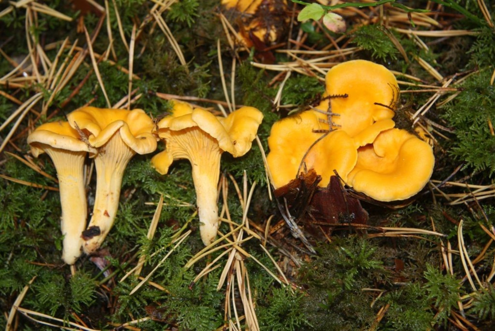 Mükoloogid valisid 2017. aasta seeneks kukeseene