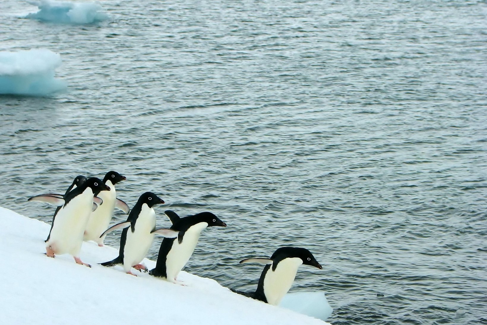 Tuhanded pingviinipojad surid nälga