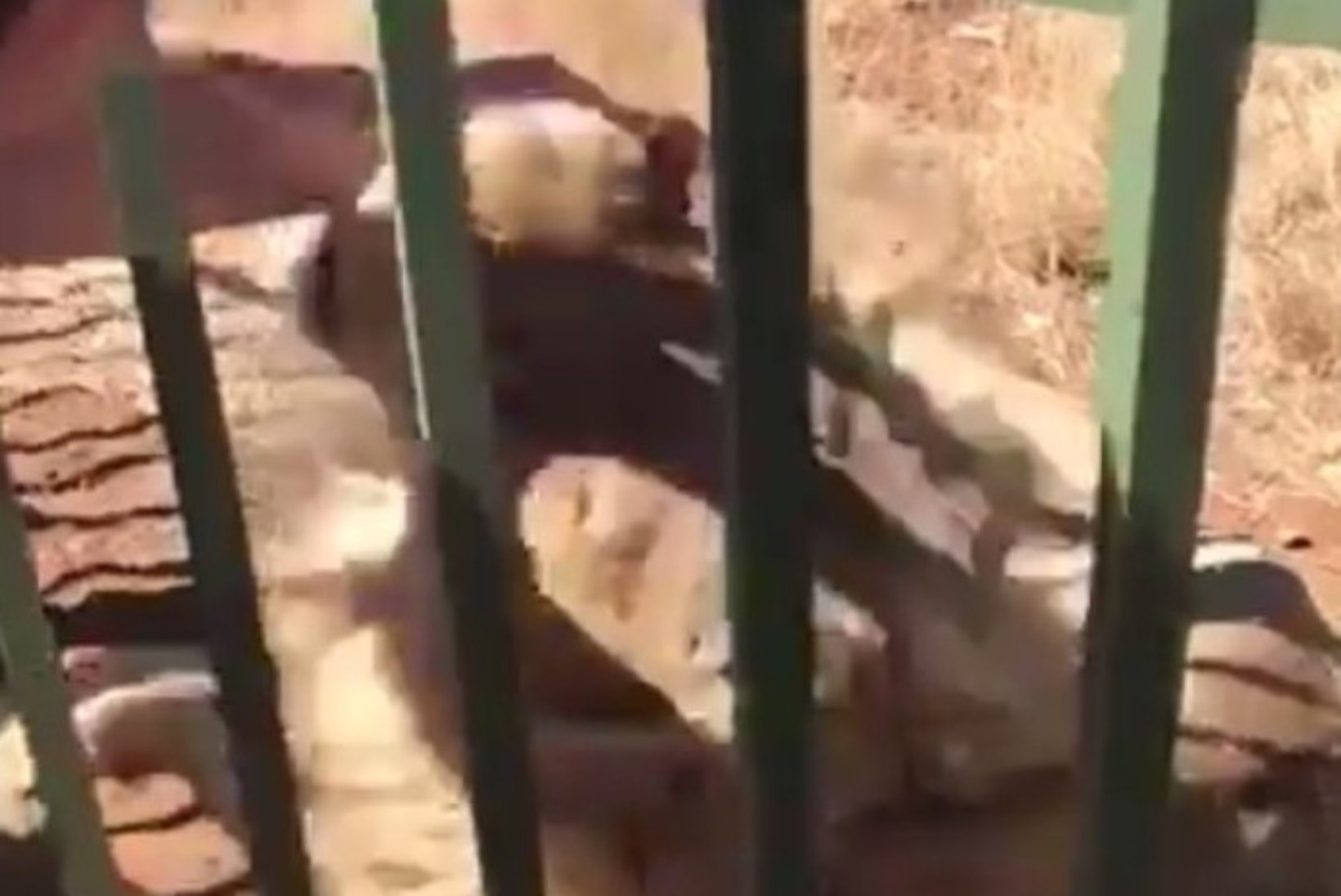 VIDEO | Ragbimängija jäi lõvi hammustuse tõttu peaaegu käest ilma
