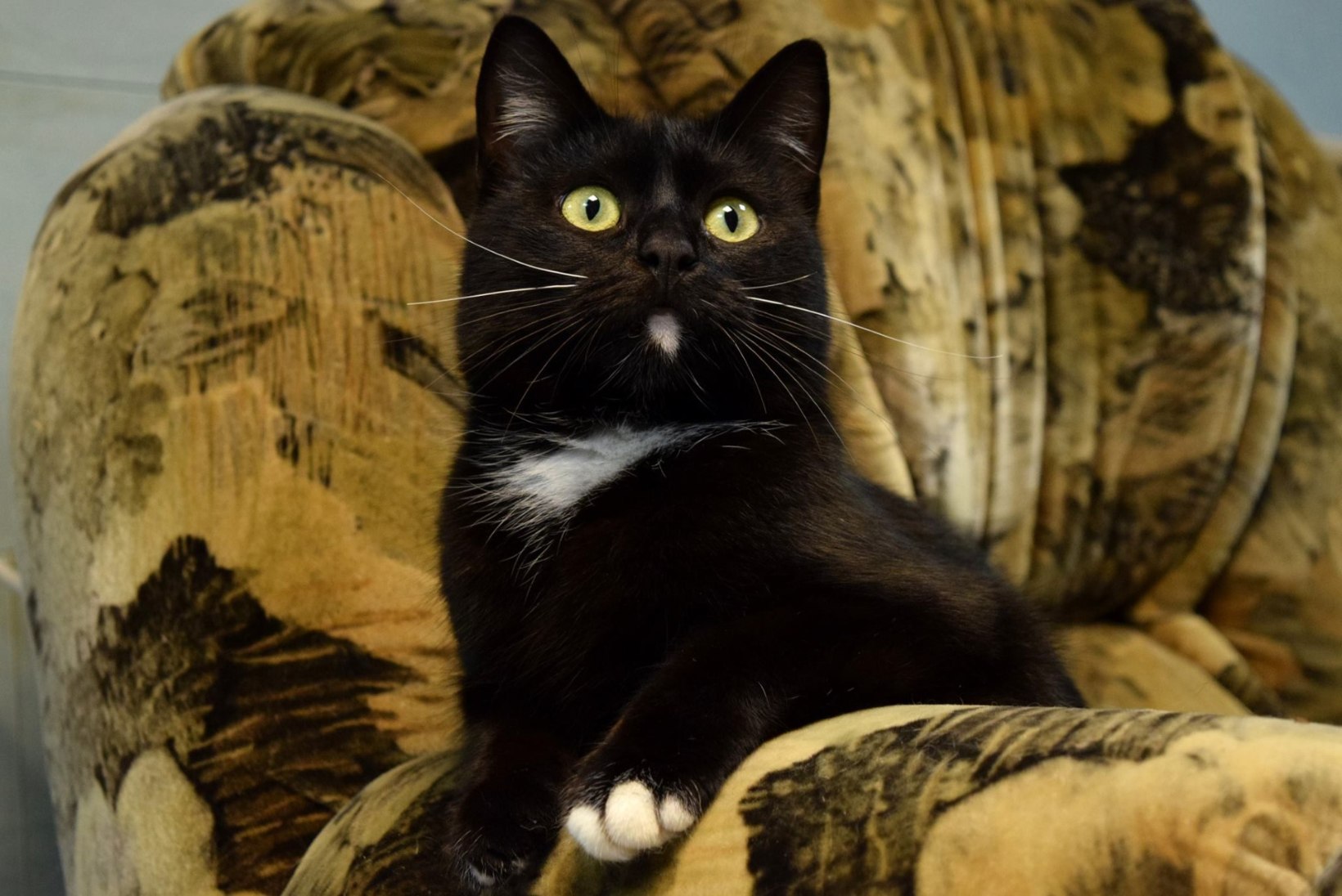 Oktoober on varjupaikades musta kassi kuu