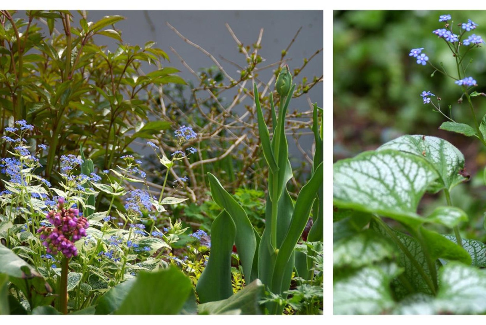 Varjulises aianurgas loovad efekti kirjulehised taimed