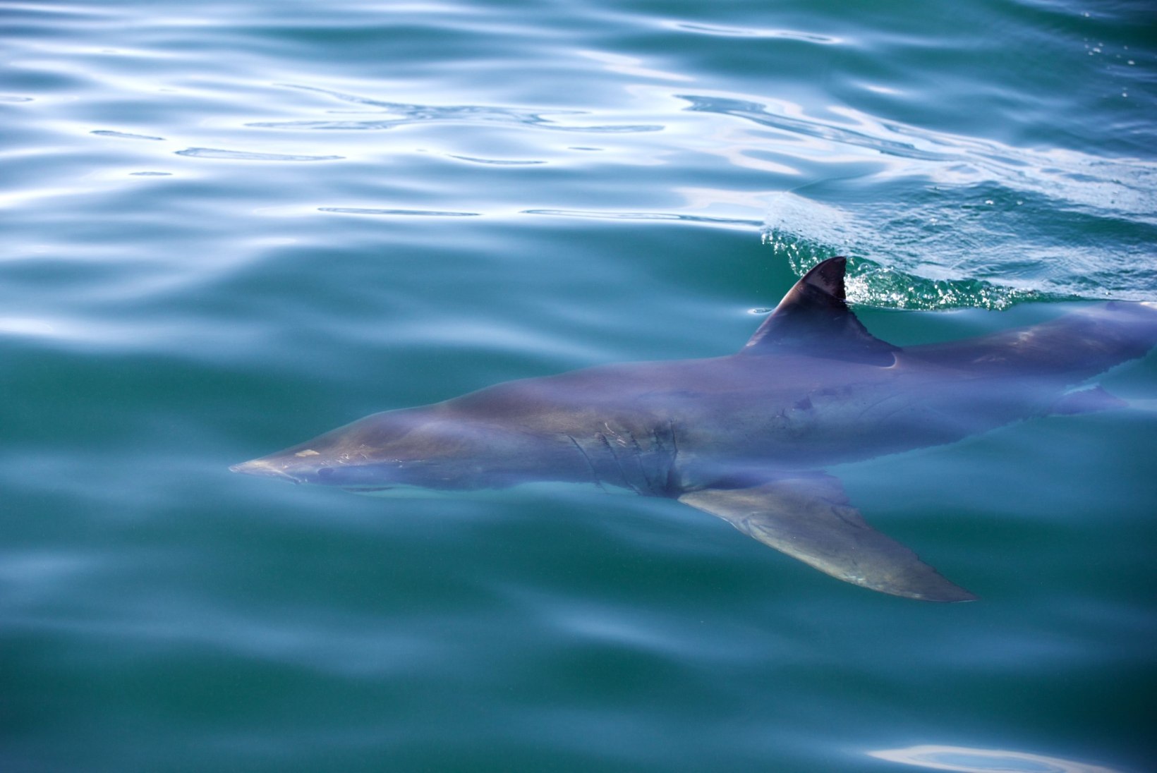 Briti sukelduja ujus hai eest põgenedes ligi 8 kilomeetrit