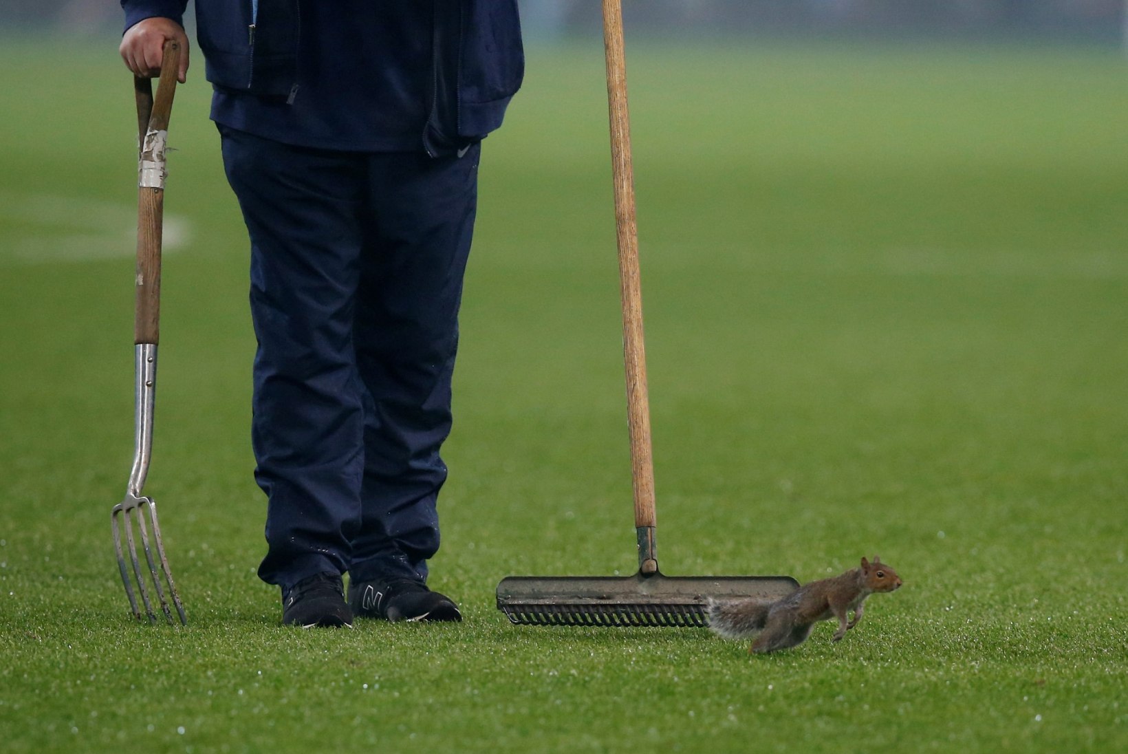LUSTAKAS VIDEO | Manchester City töötajad olid staadionile tunginud oravaga püstihädas