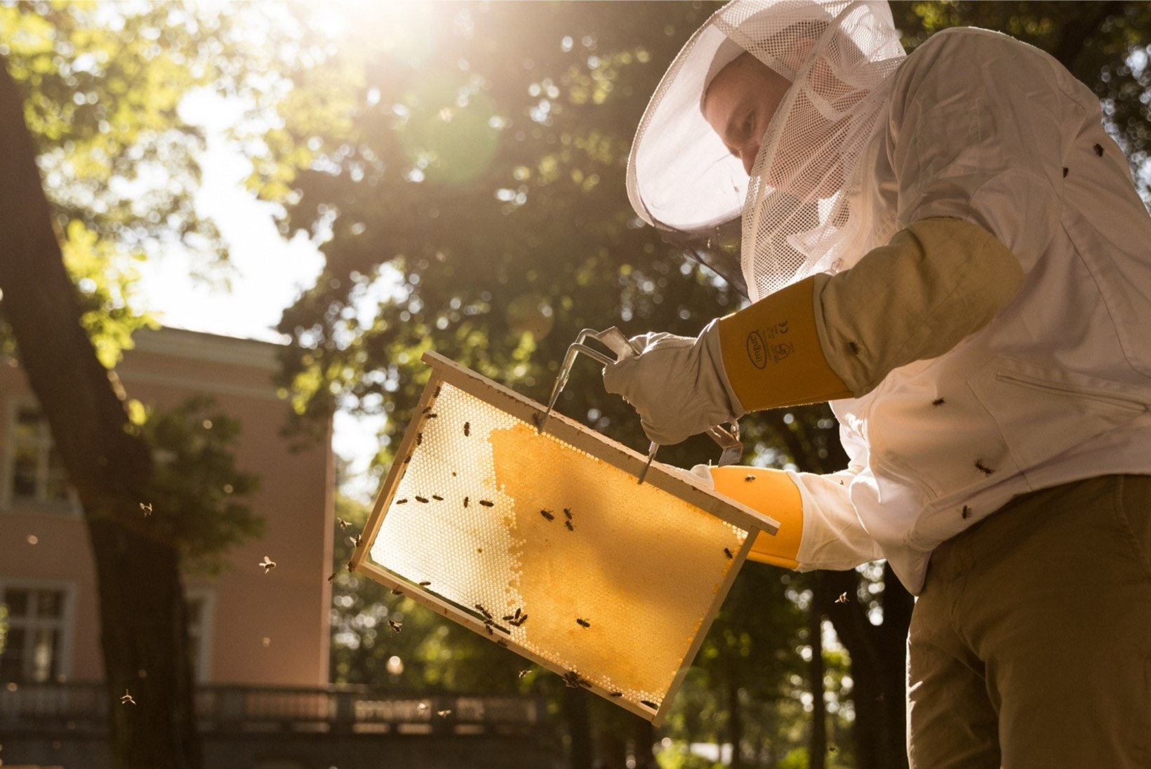 Mee-ekspert: Tallinna linna mesi kõlbab vägagi süüa