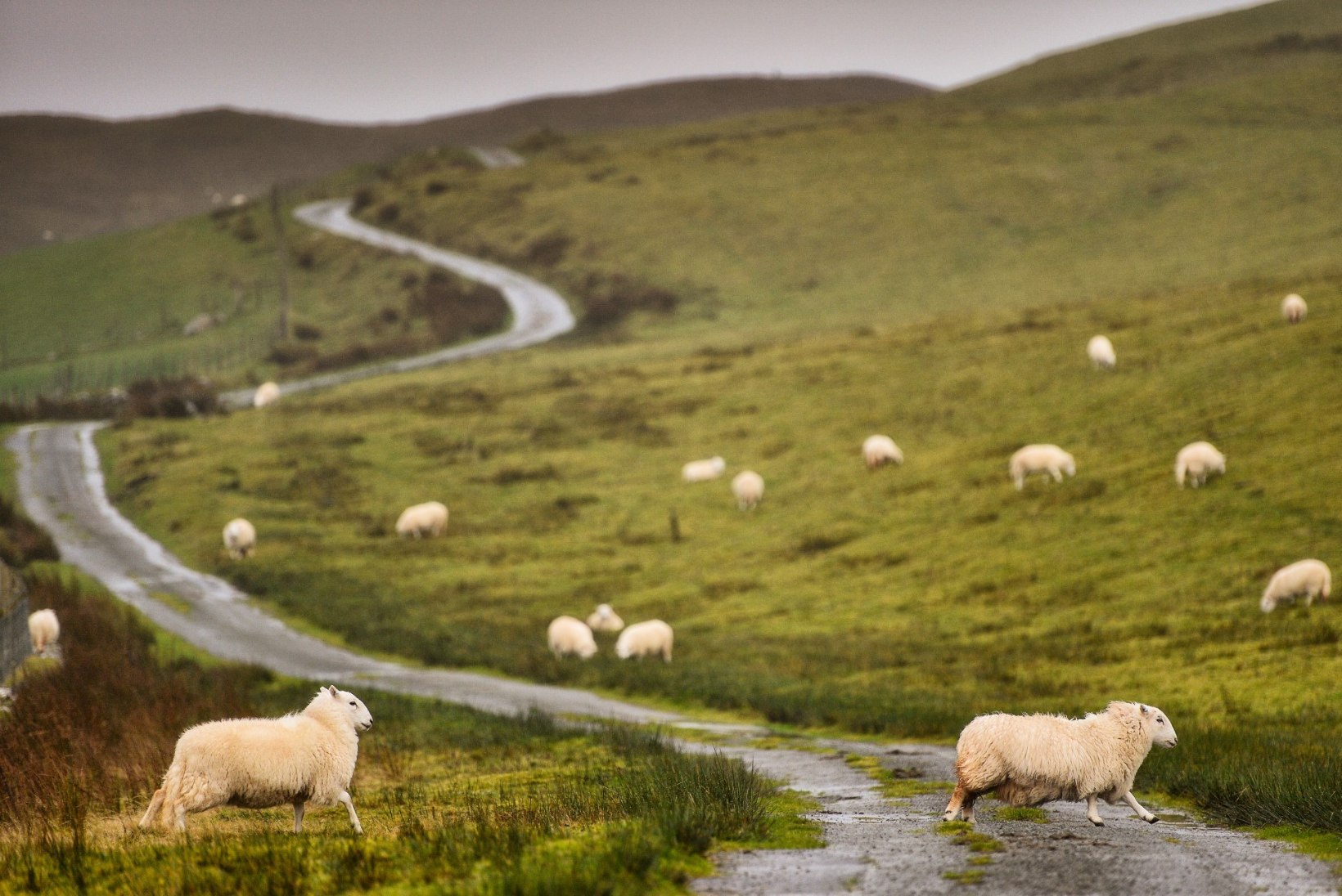 SUUR GALERII | Vana hea Walesi ralli – muda, palgid ja lambad!